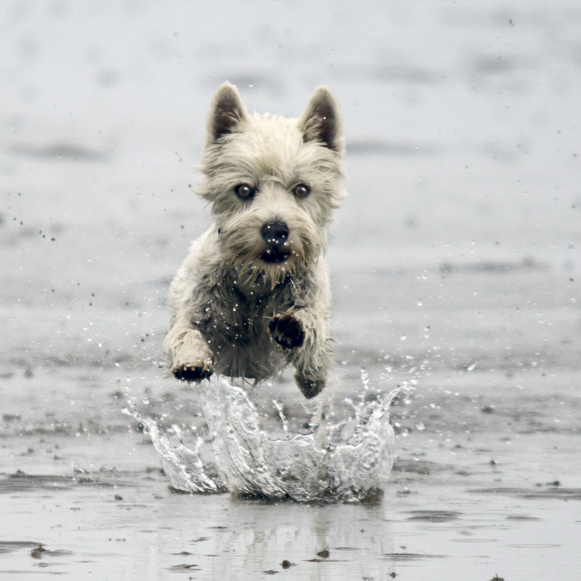 Canines