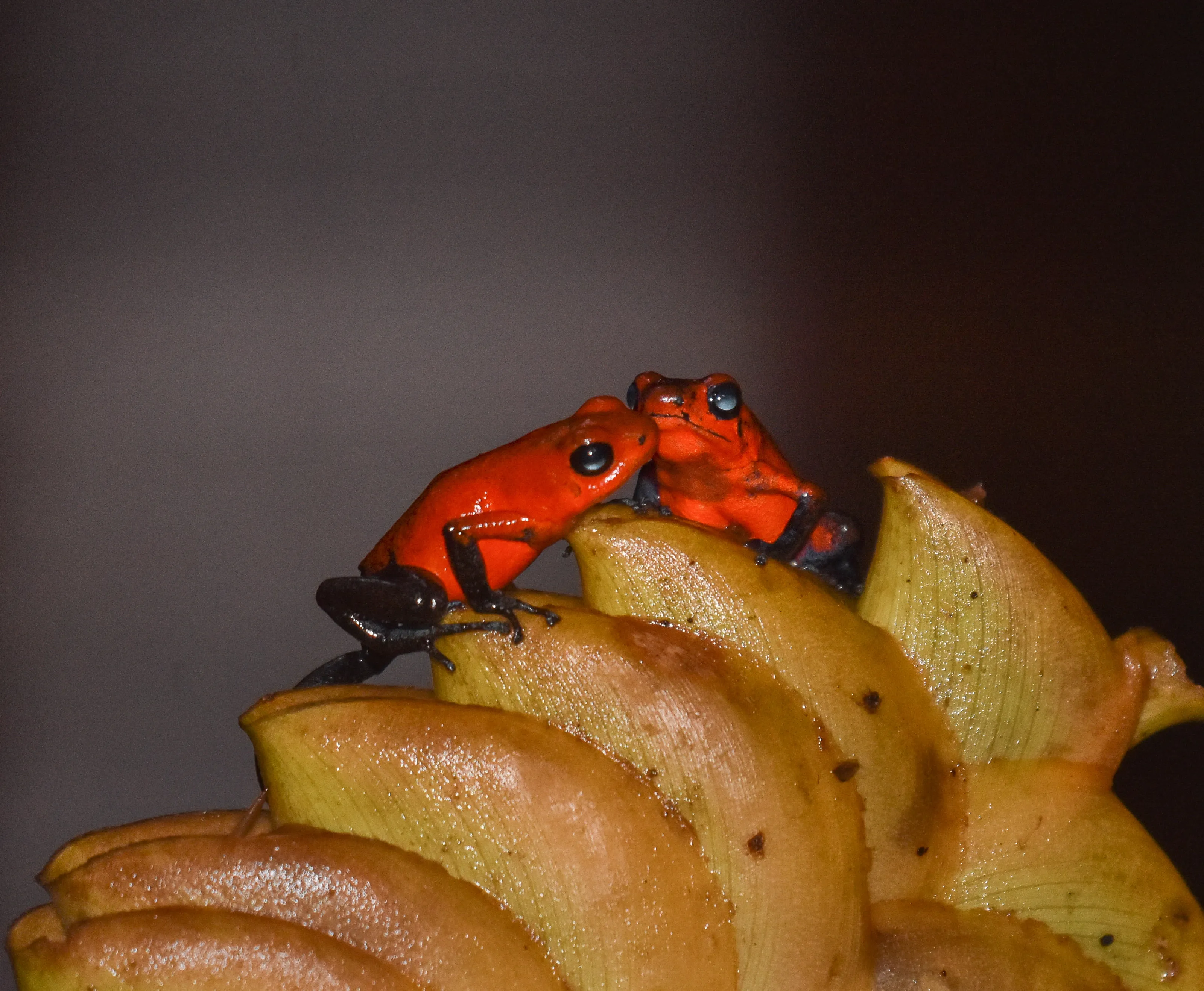 Colourful Frogs