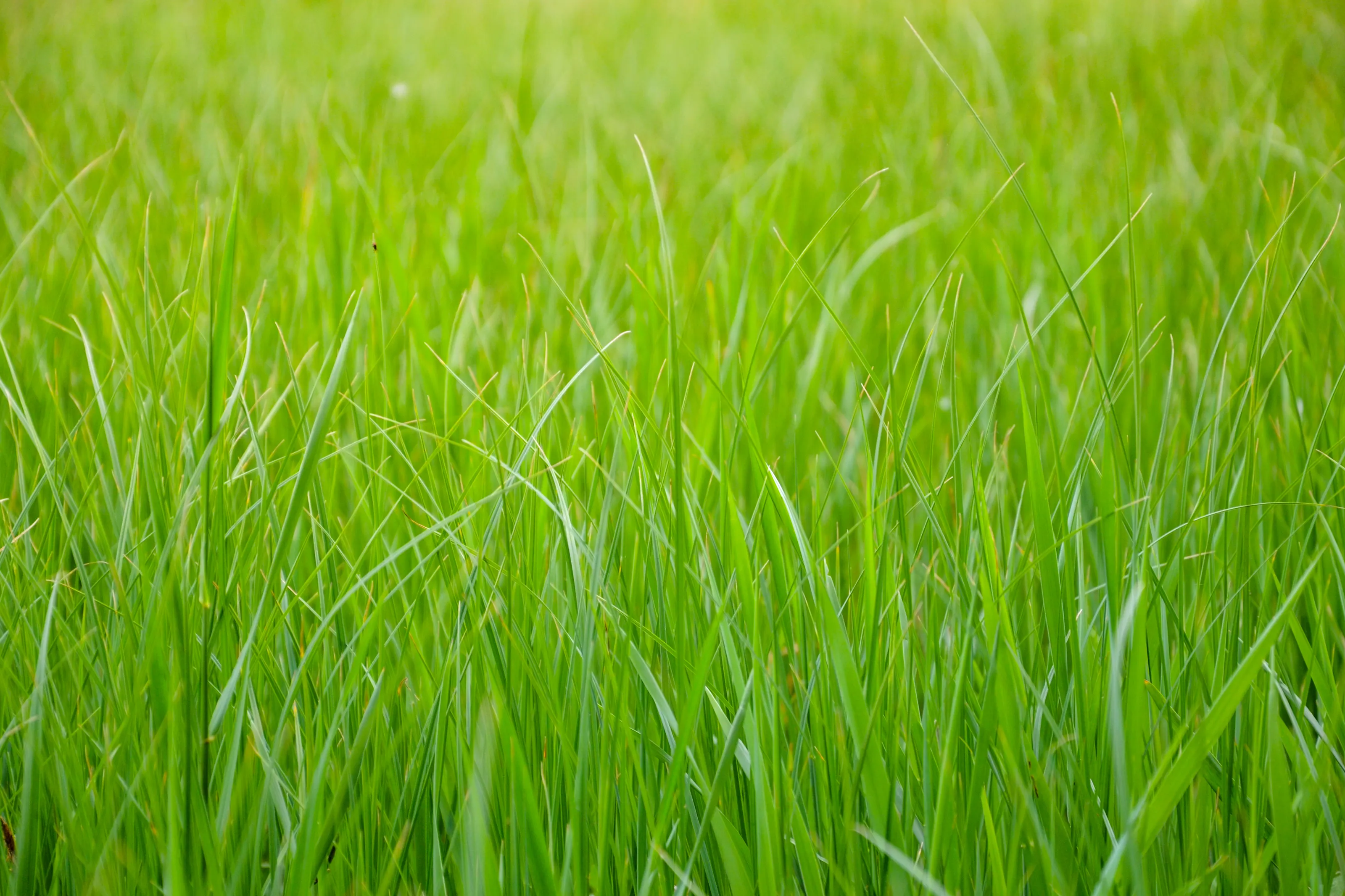 Greenery