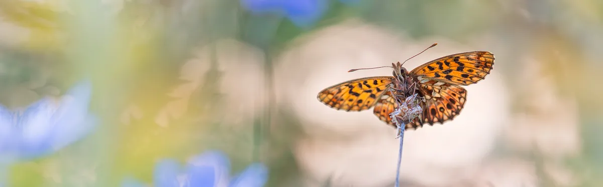 Painterly Macro Photography