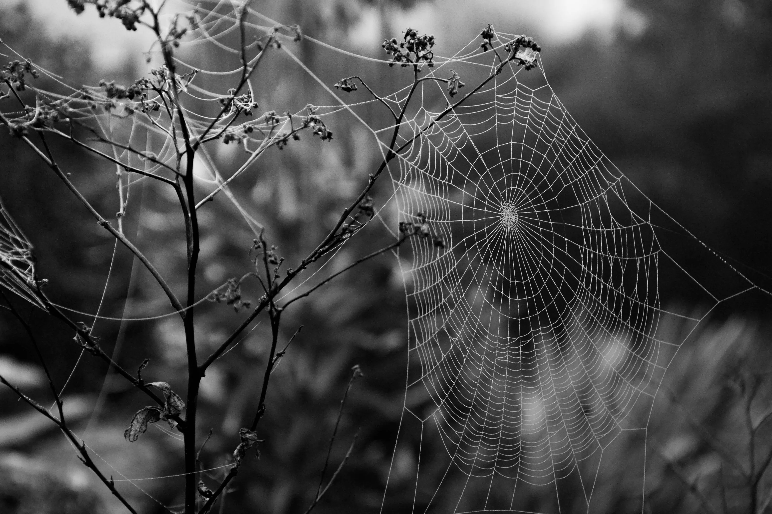 Spider Web