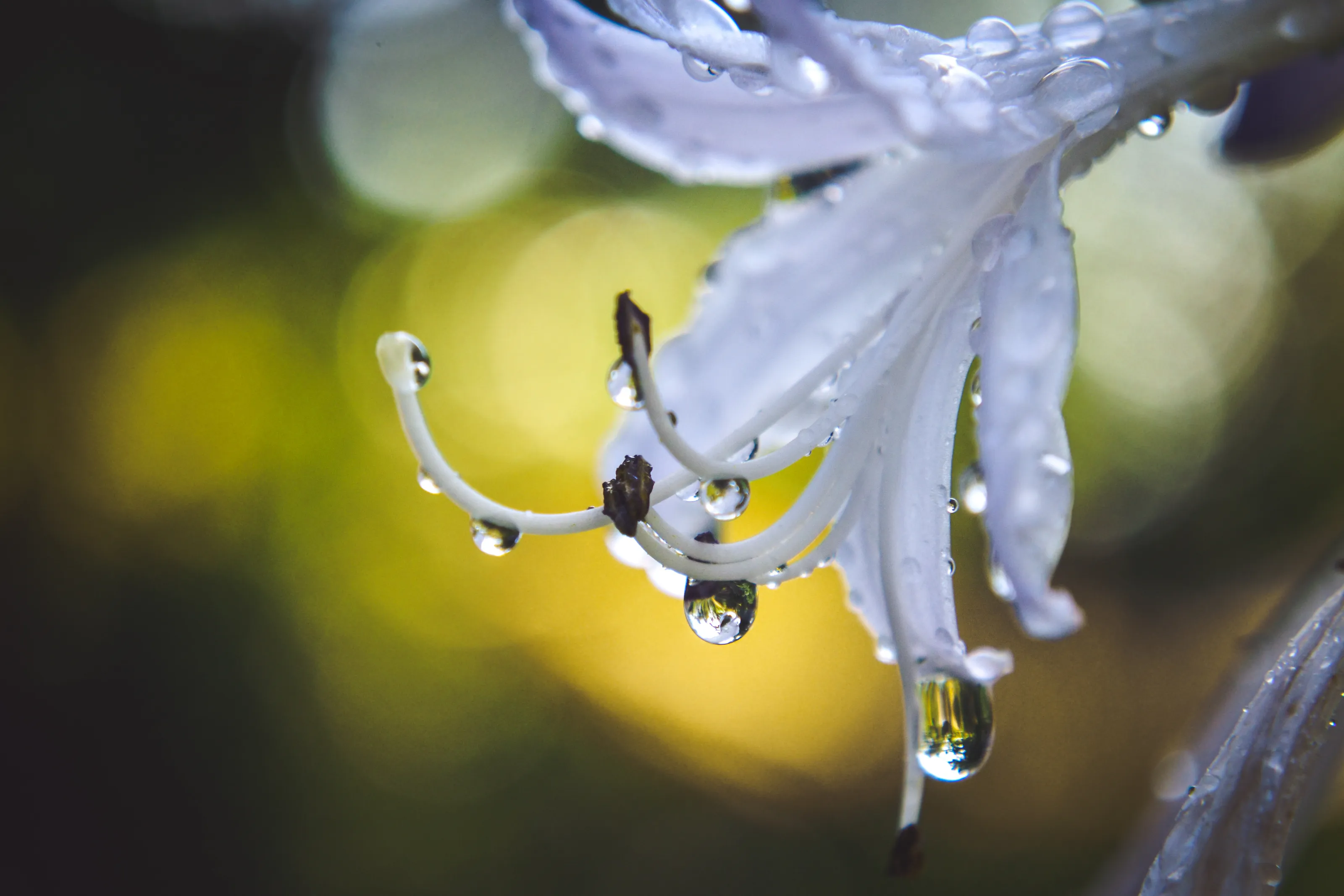 Drops after rain