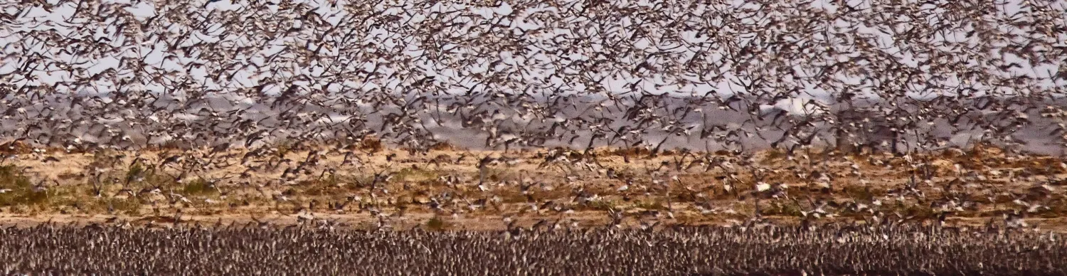 A flock of birds