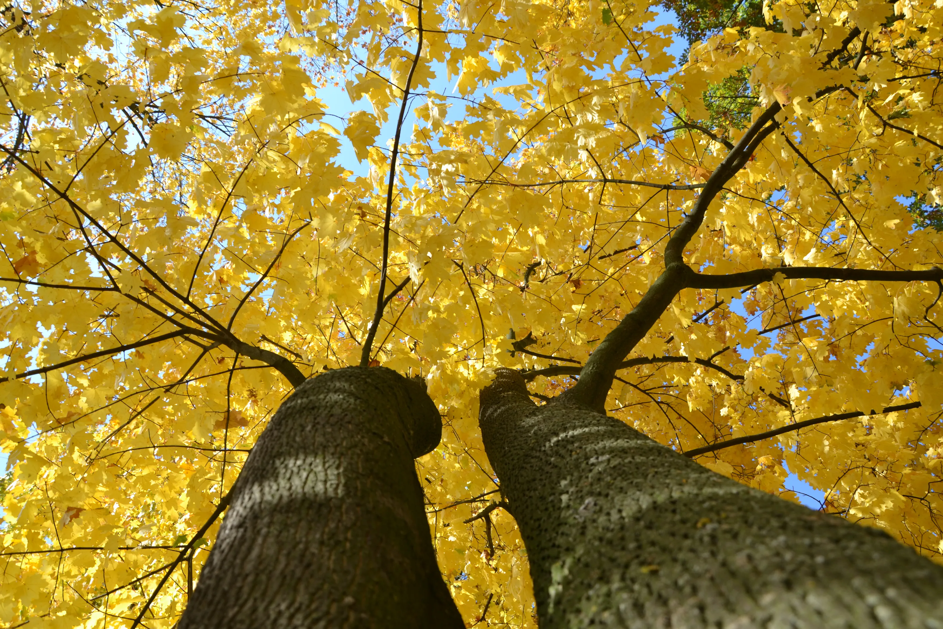 Trees (Bottom View)