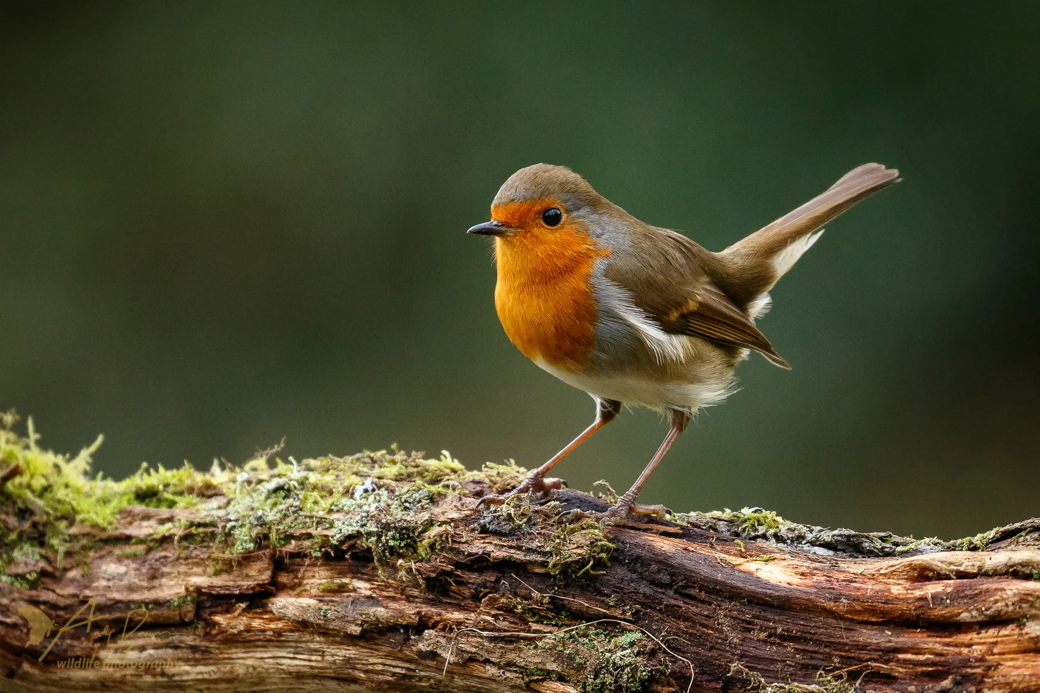 Robins