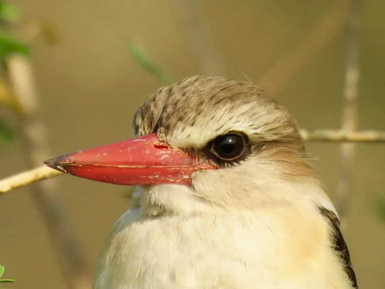 Bird Faces
