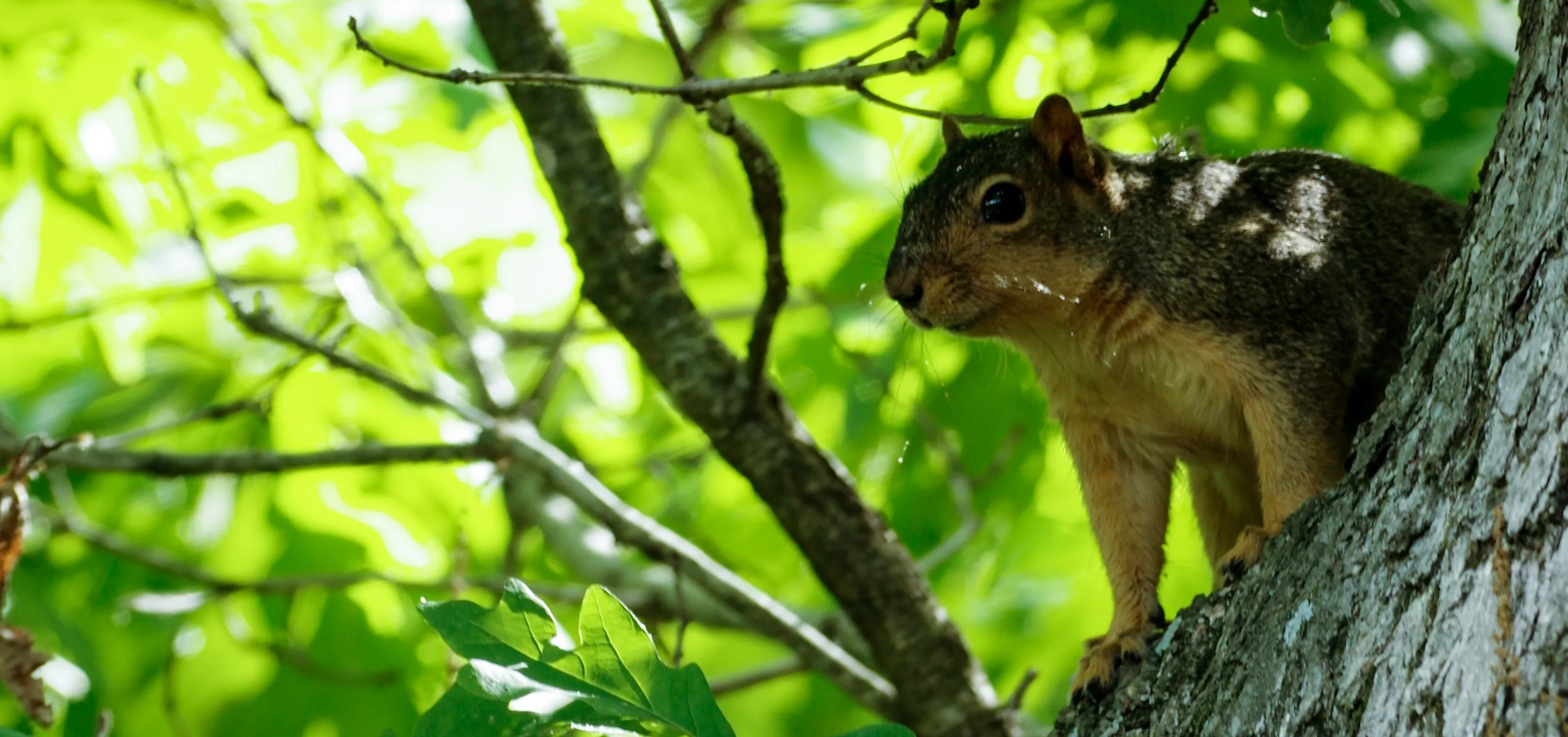 Nothing but squirrels