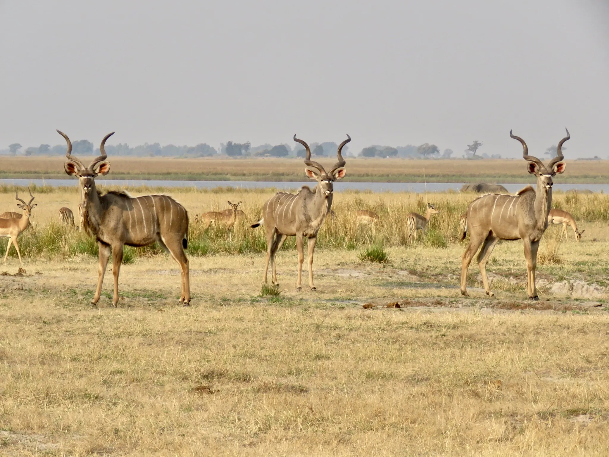 Wild Kudus