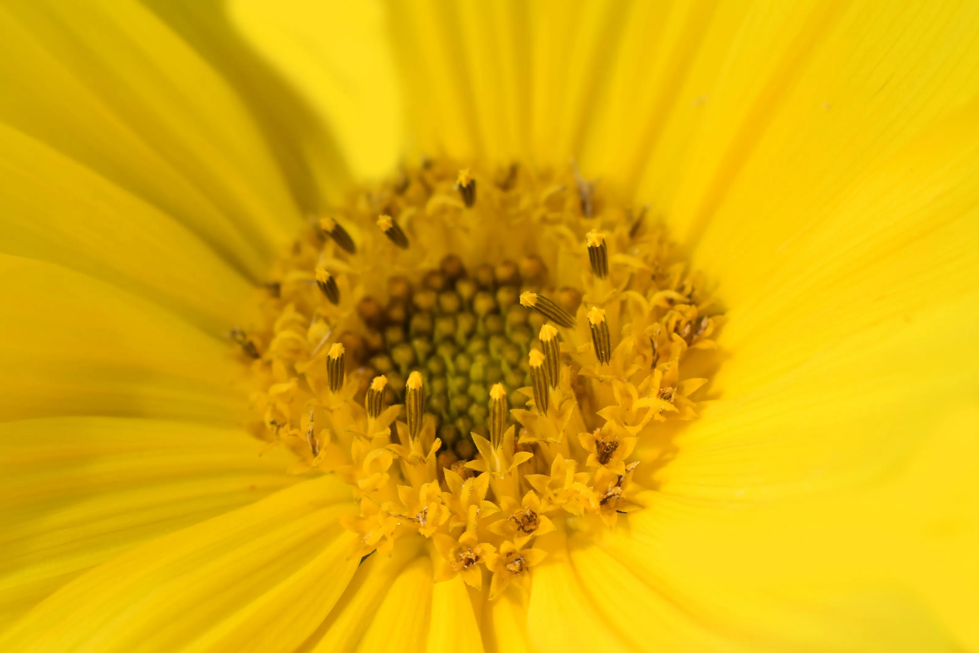Macro nature