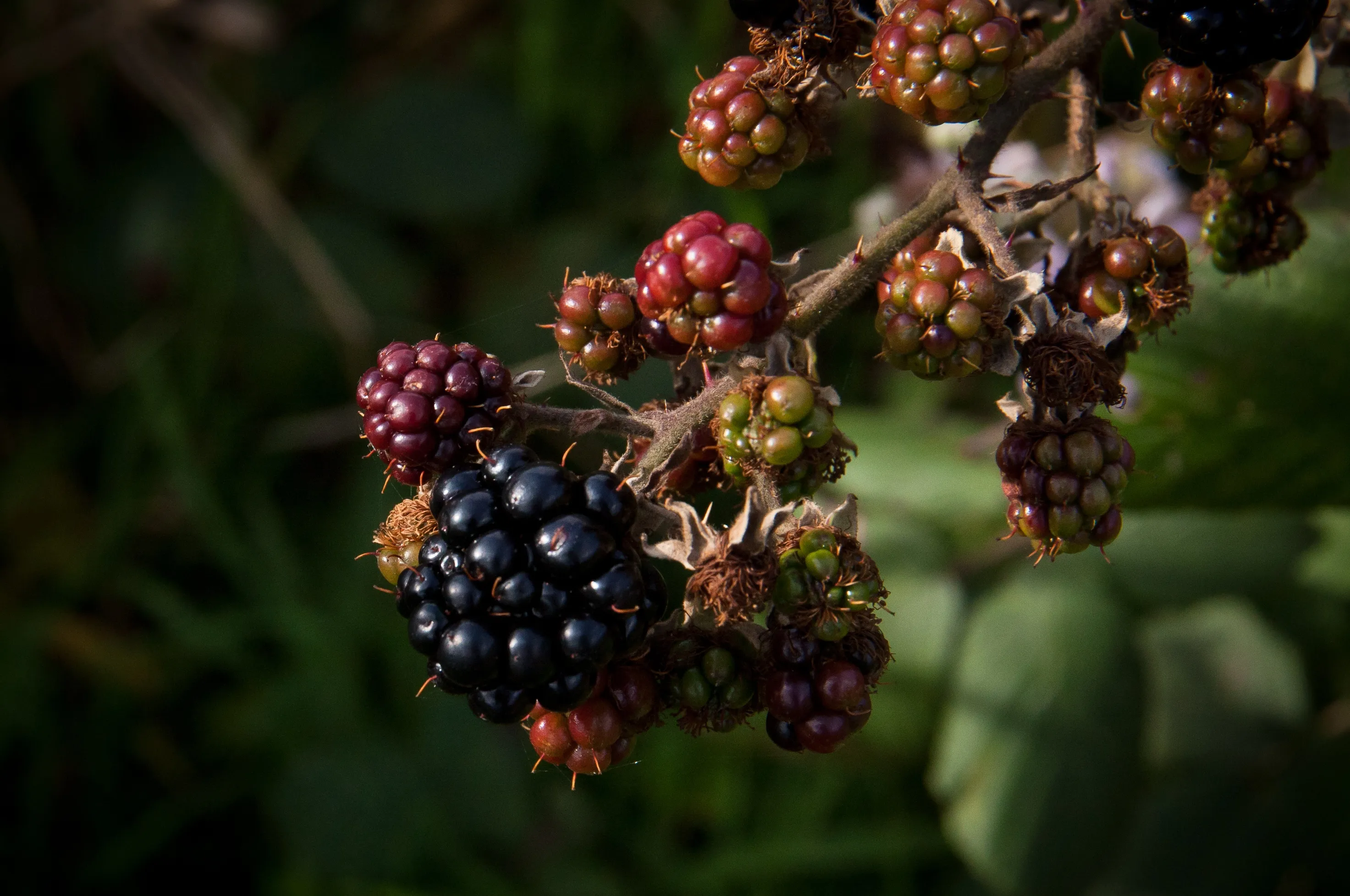 Berries