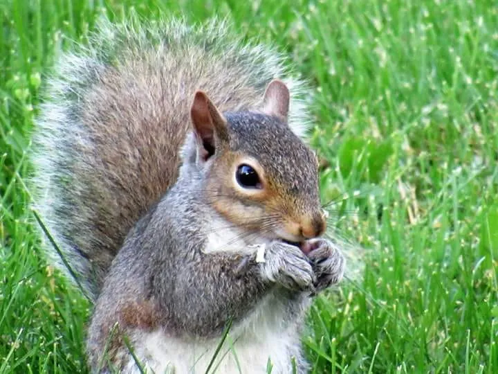 Squirrels