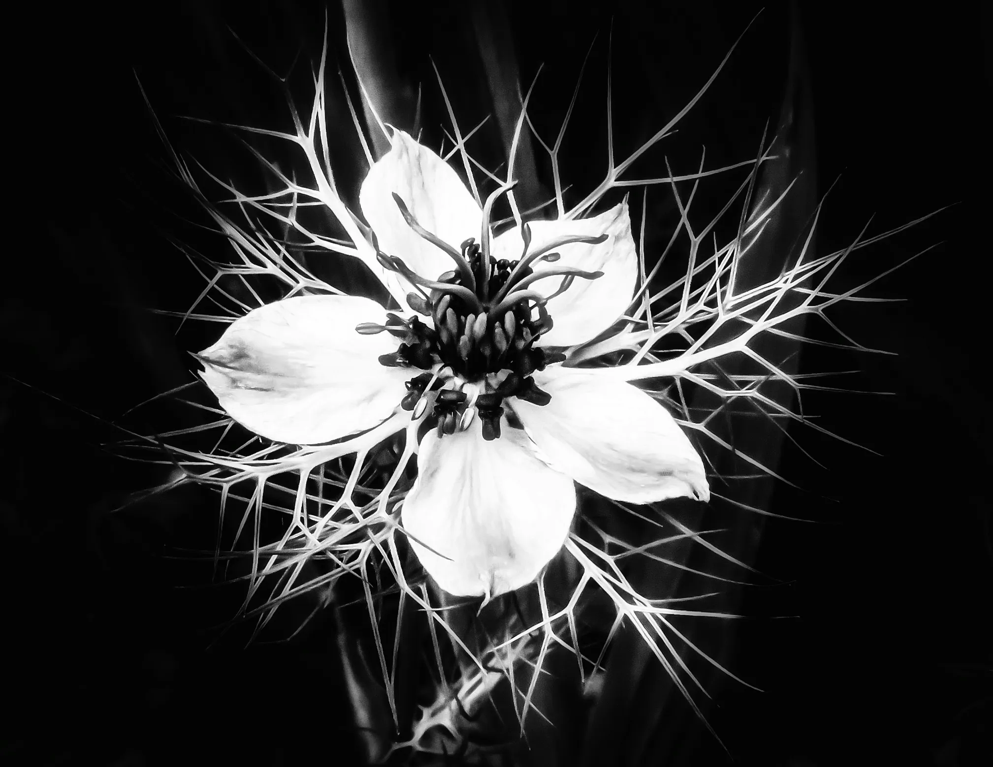 Black & white flower head