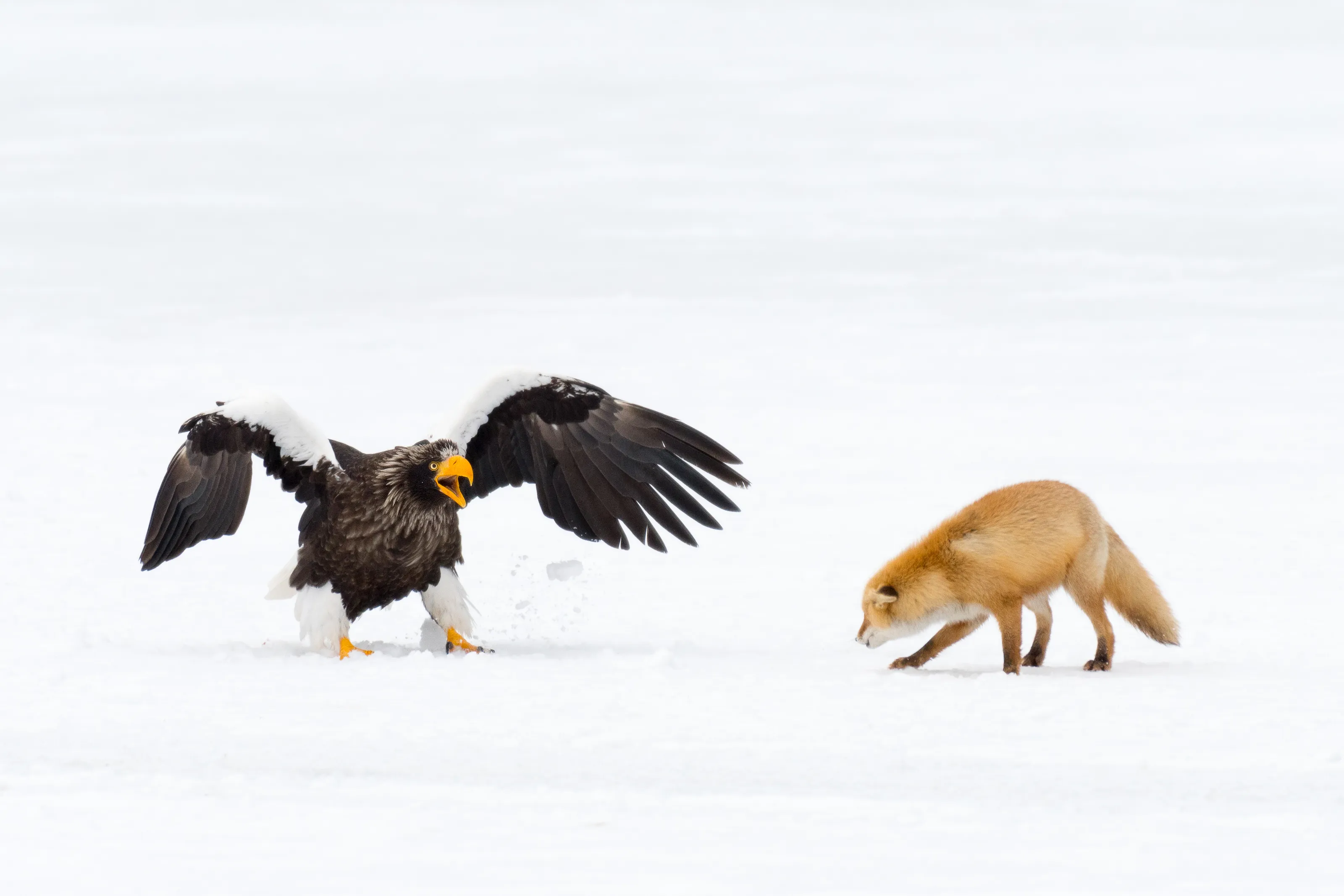Wild Eagles (NO Bald Eagles)