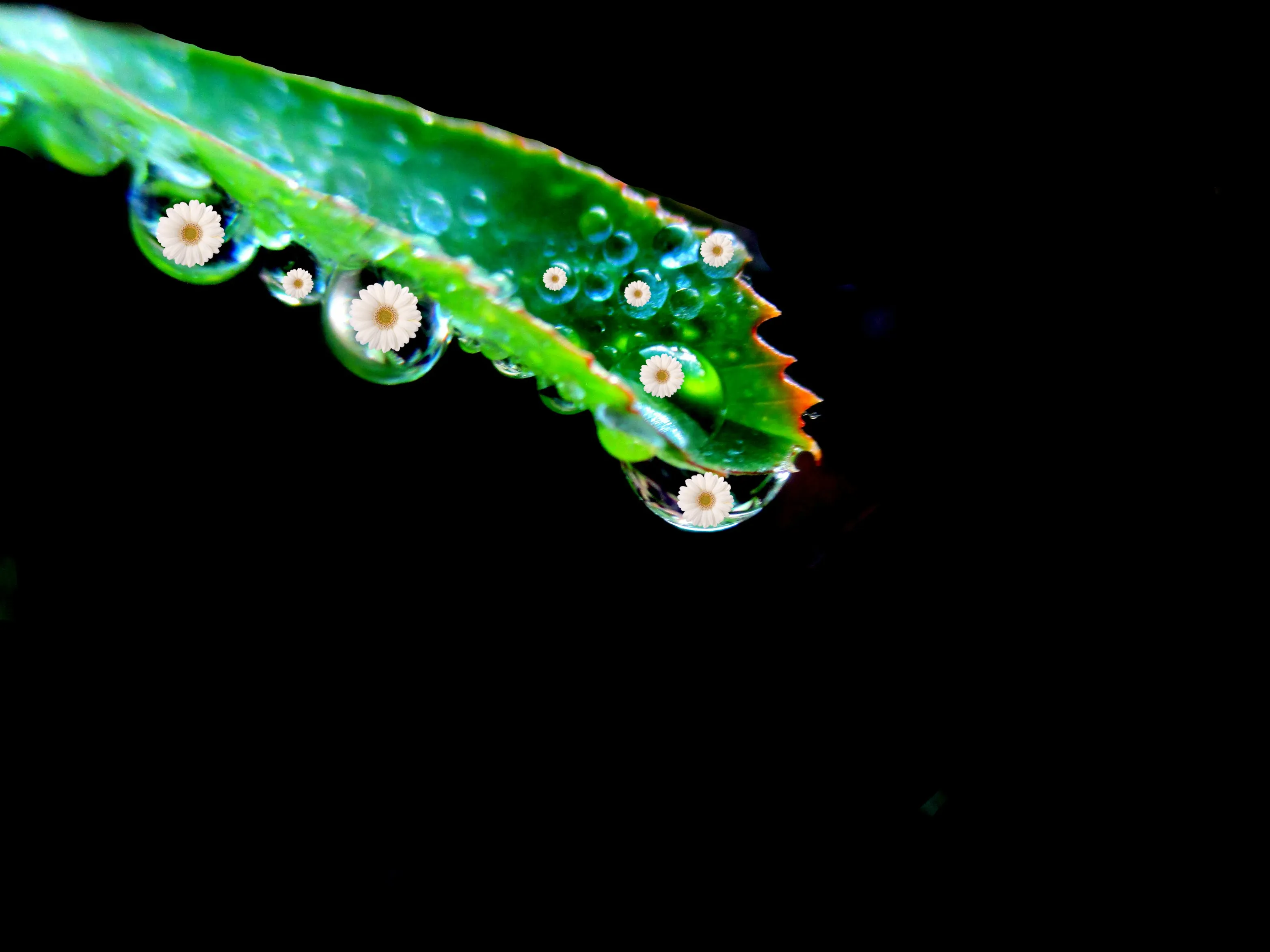 Water Drops