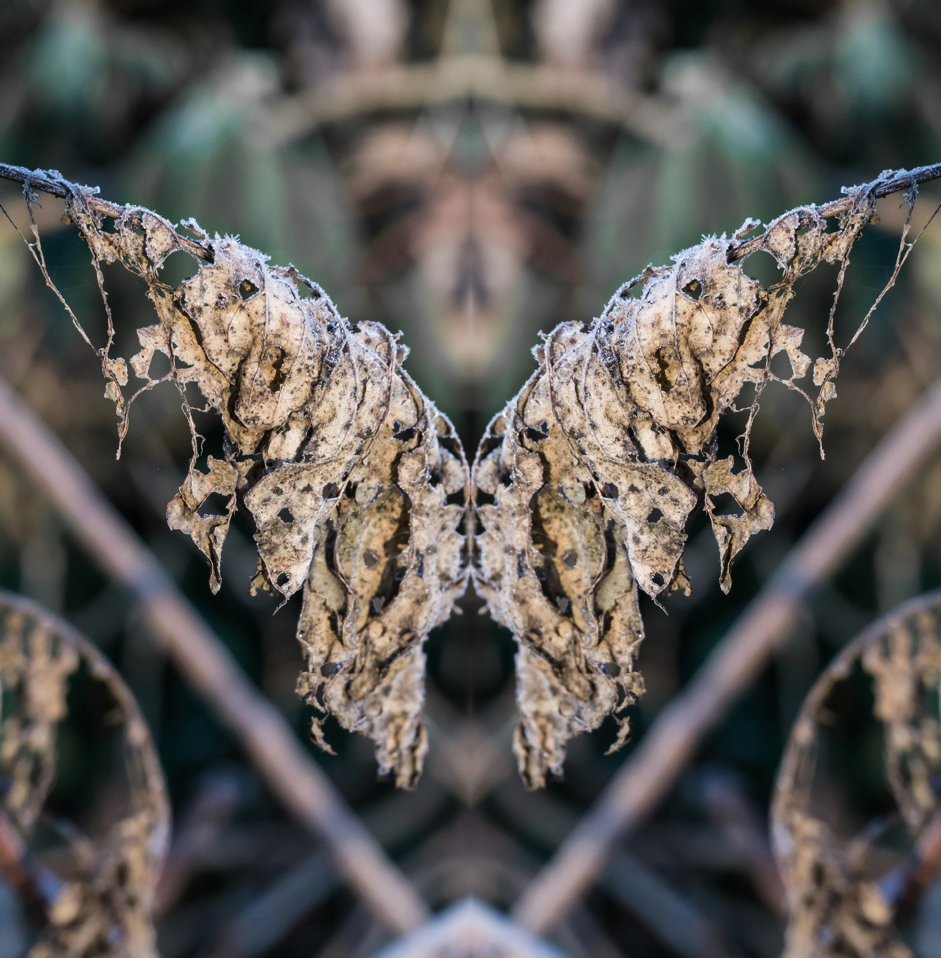 Leaf Art (abstract mirrored creations)