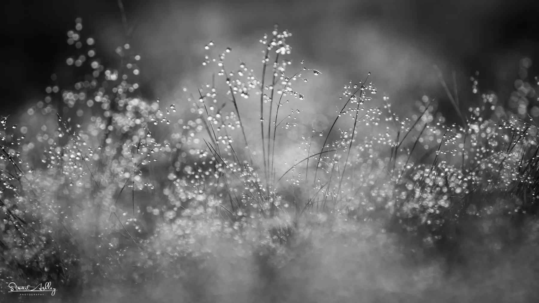 Magical Monochrome