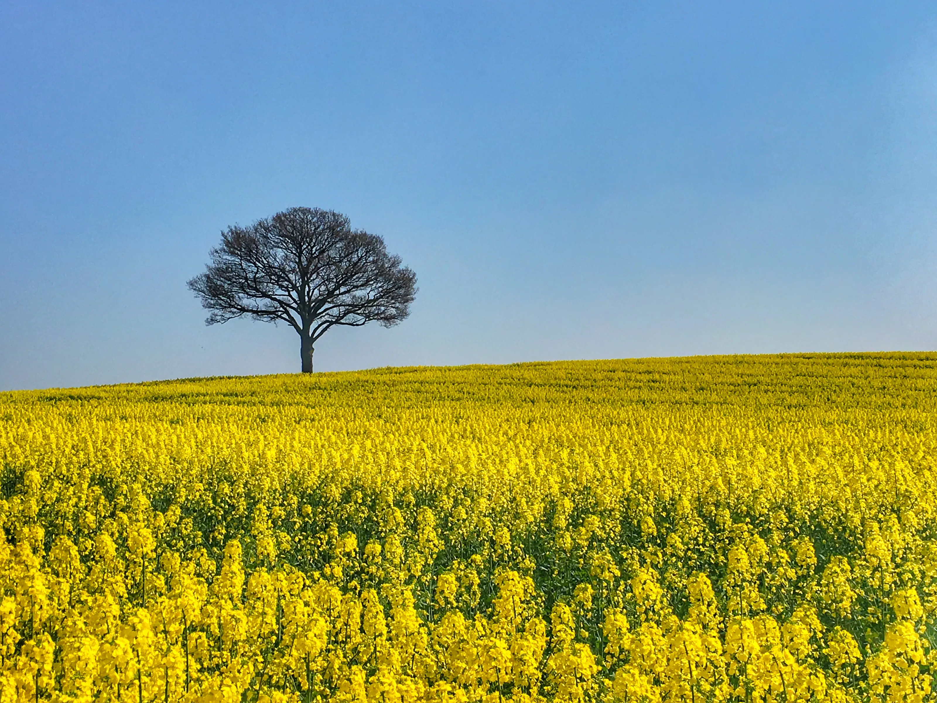 The colour Yellow