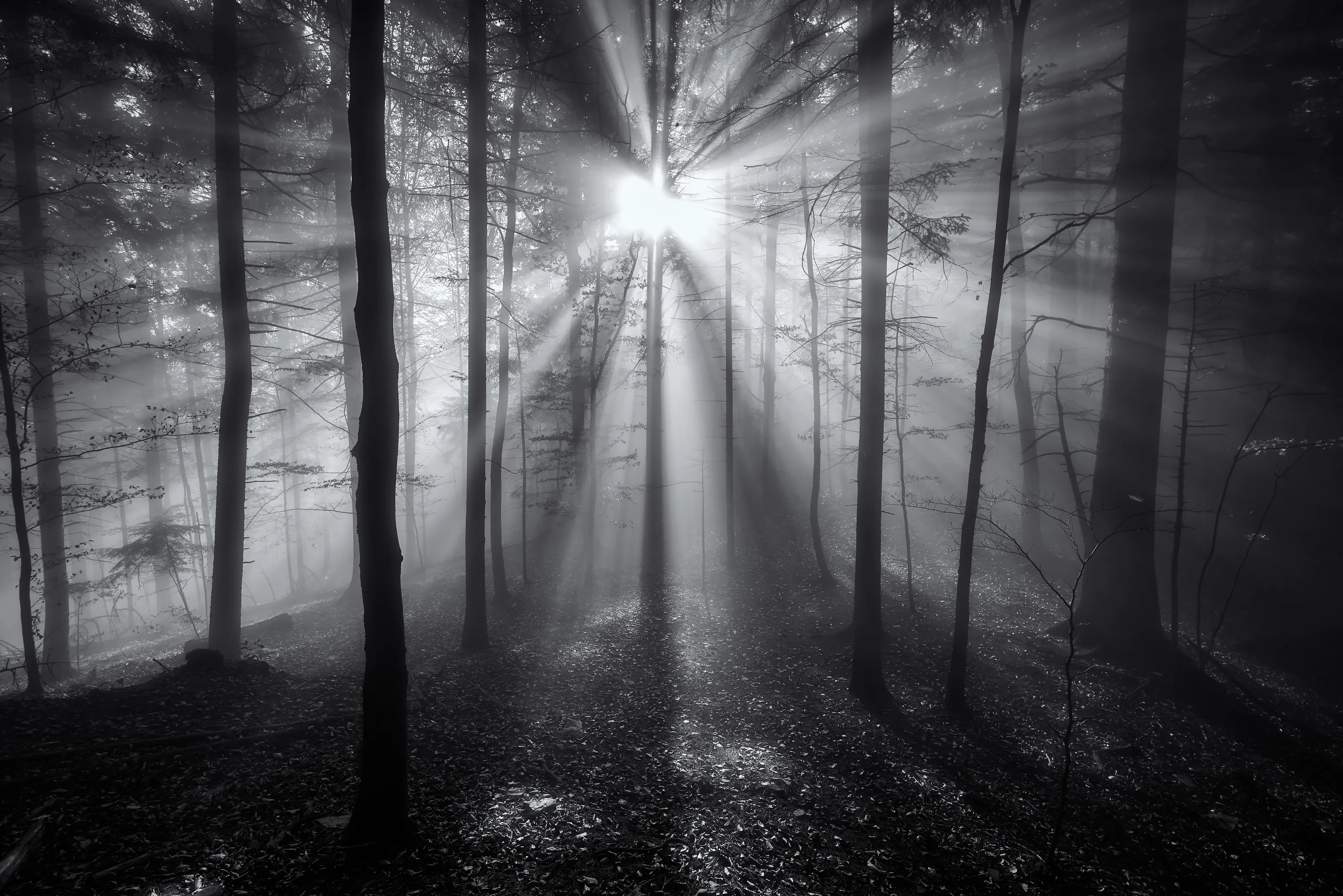 Can't see the Forest for the Trees