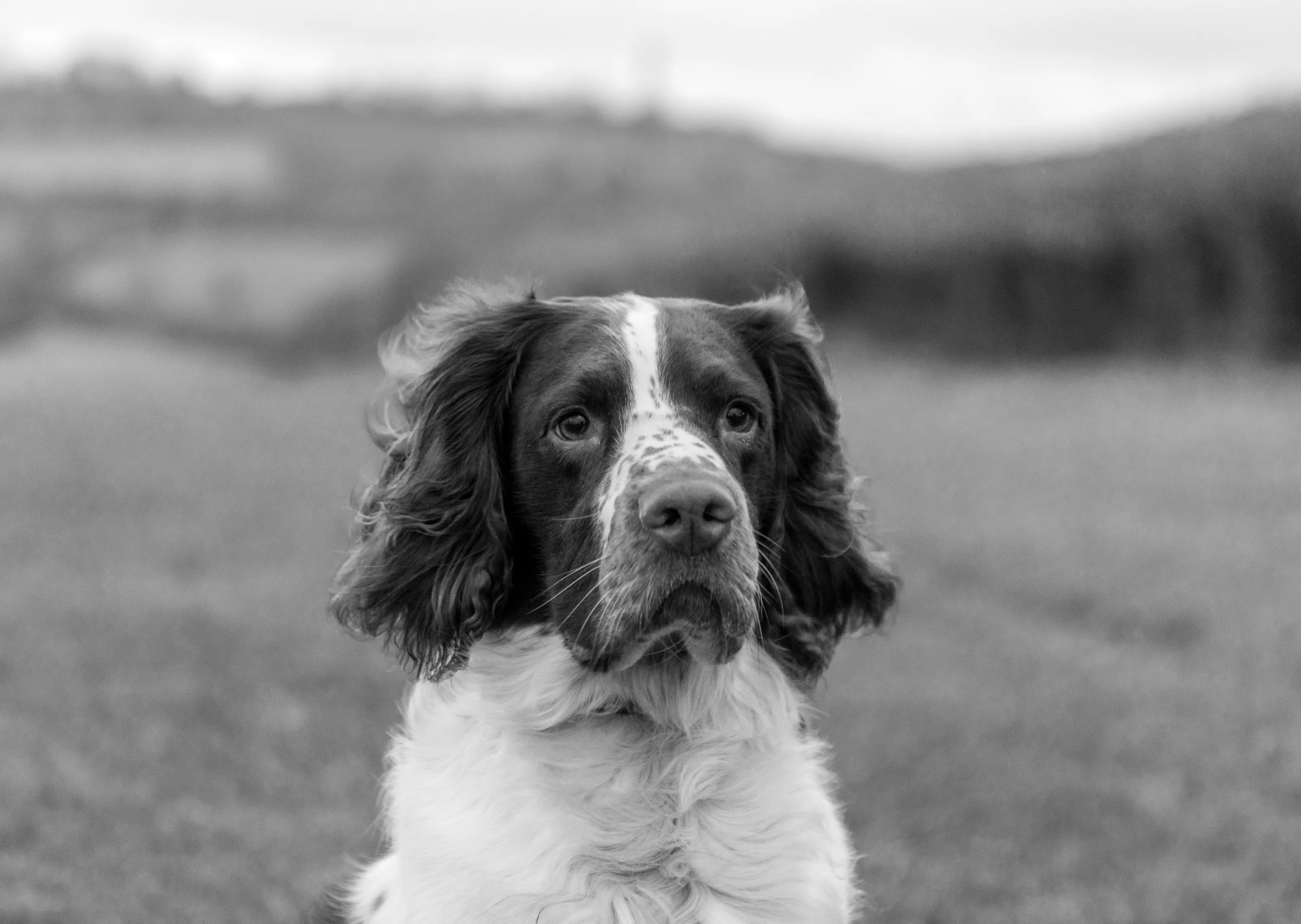 Springer Spaniels