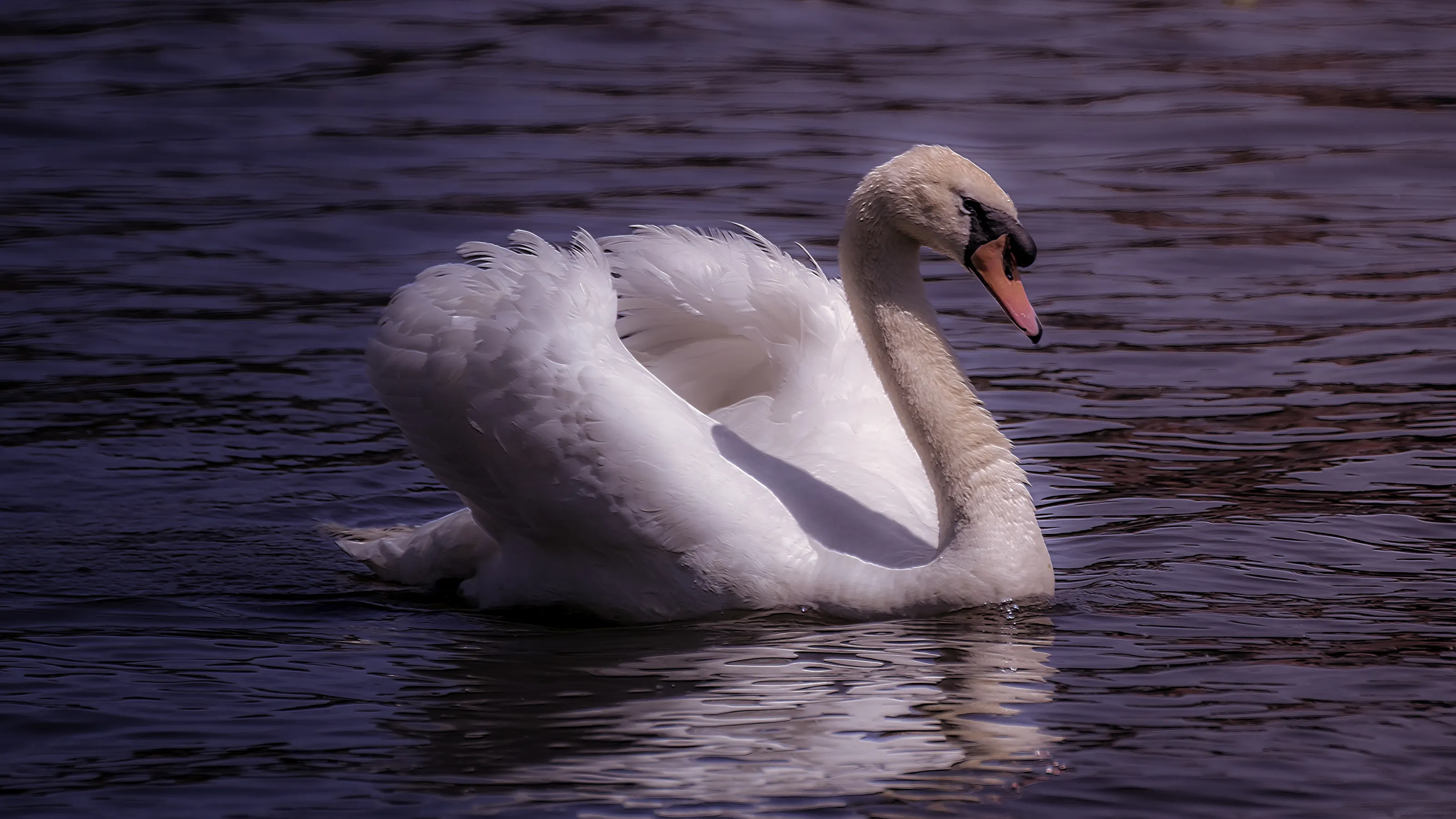 Swans in water
