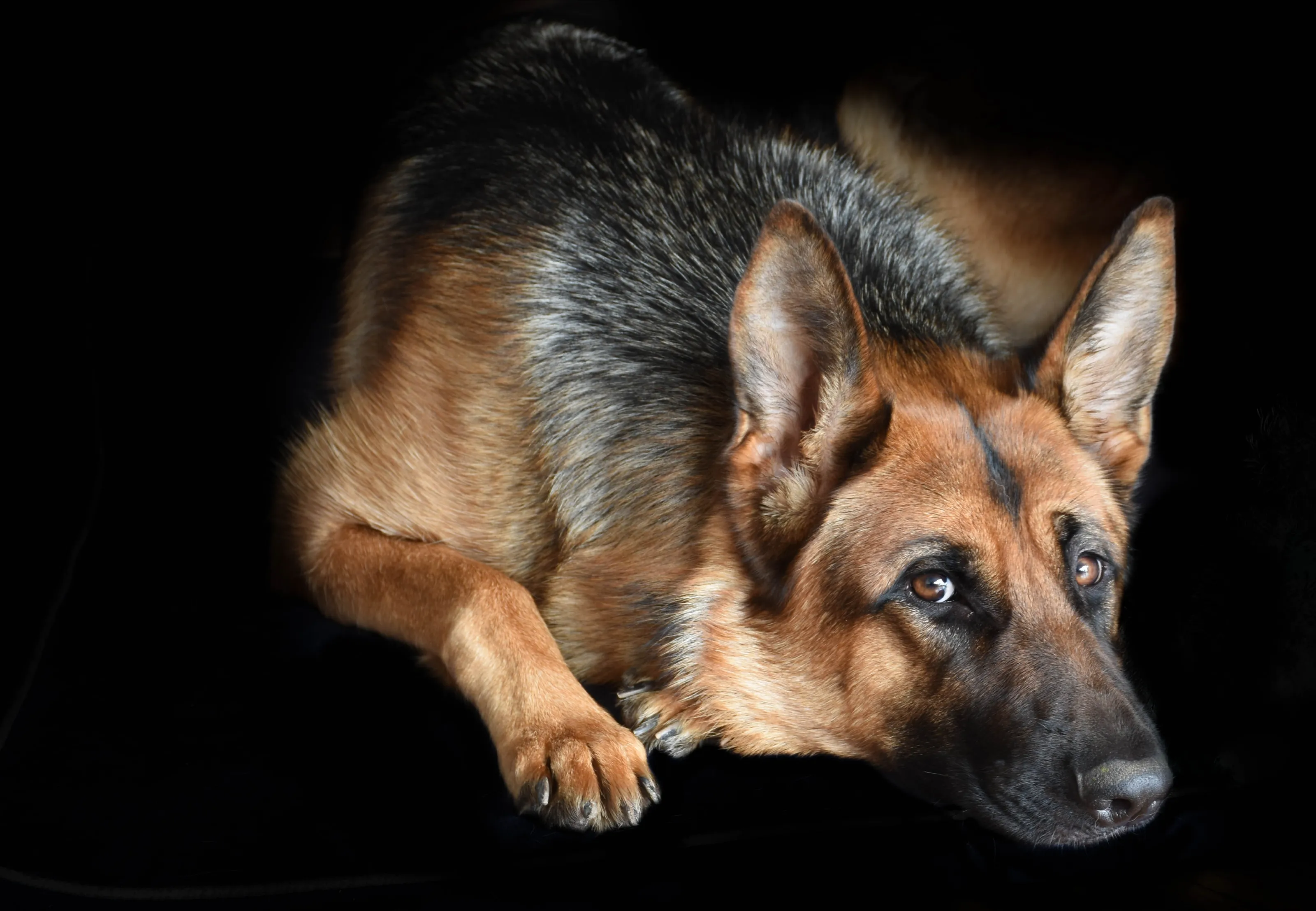 German shepherd dogs