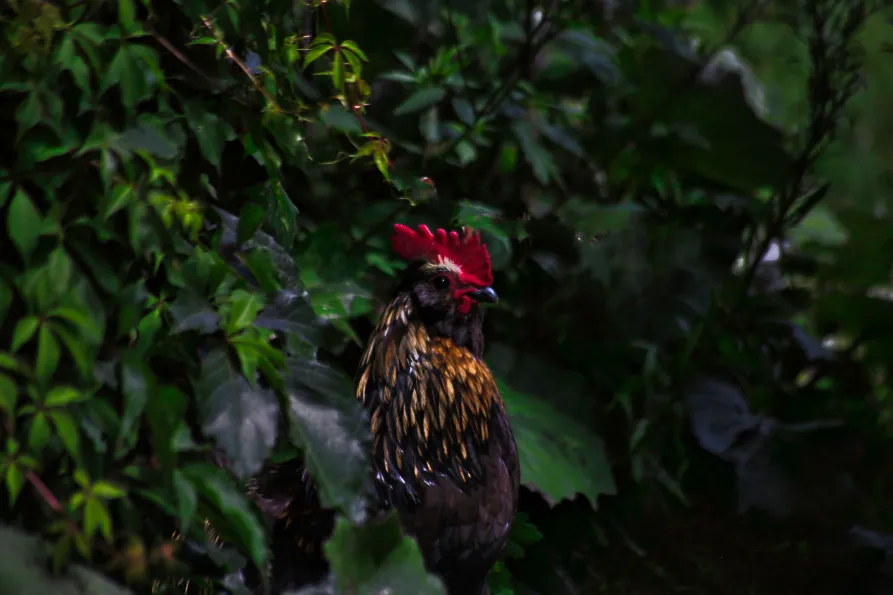 Roosters