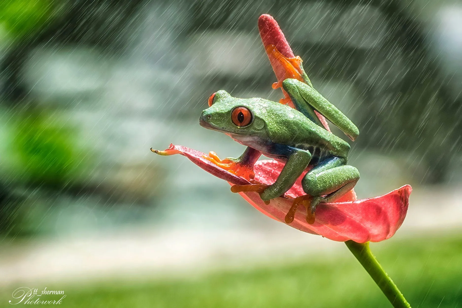 Animals in the rain