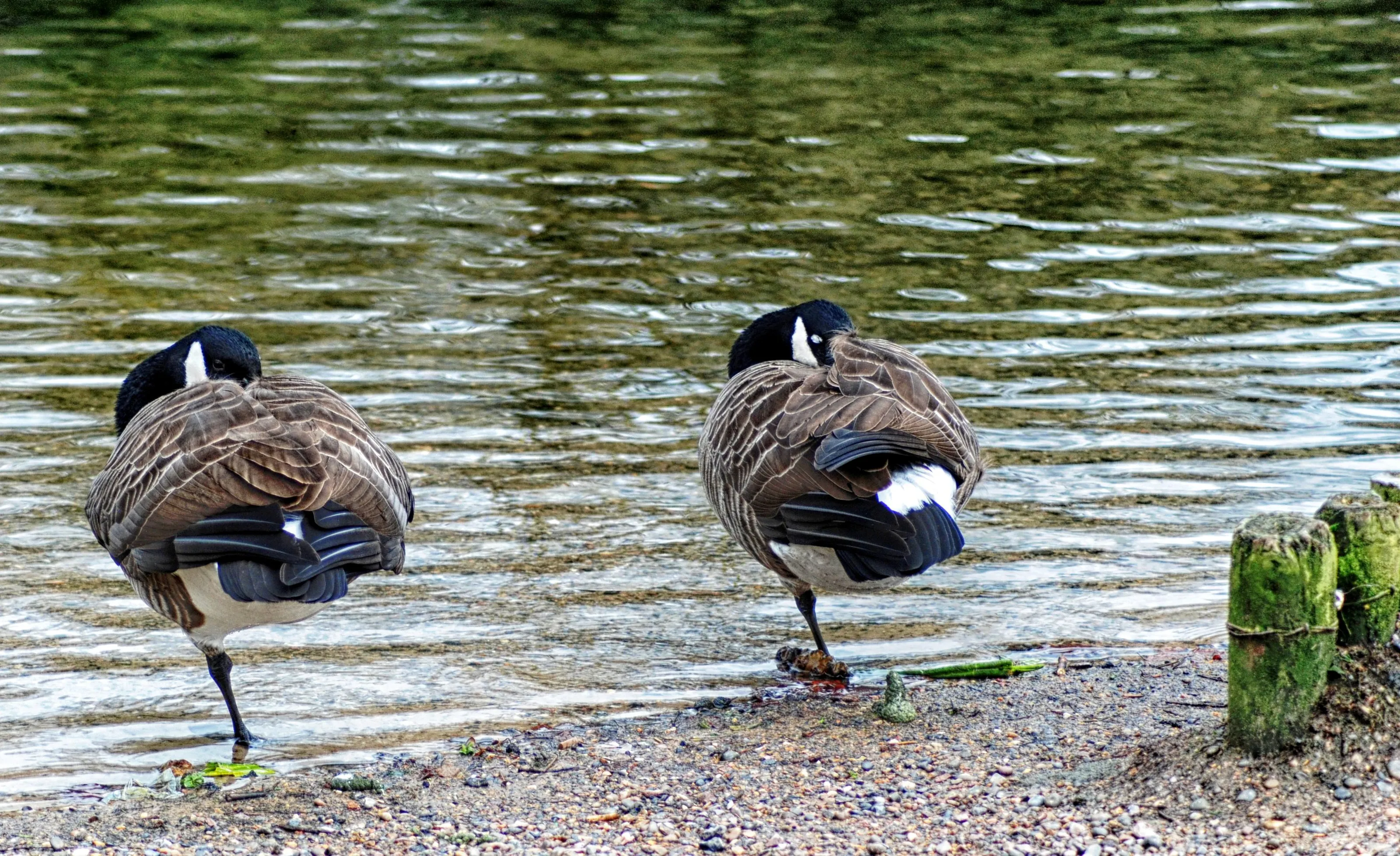 An Identical Pair in Nature