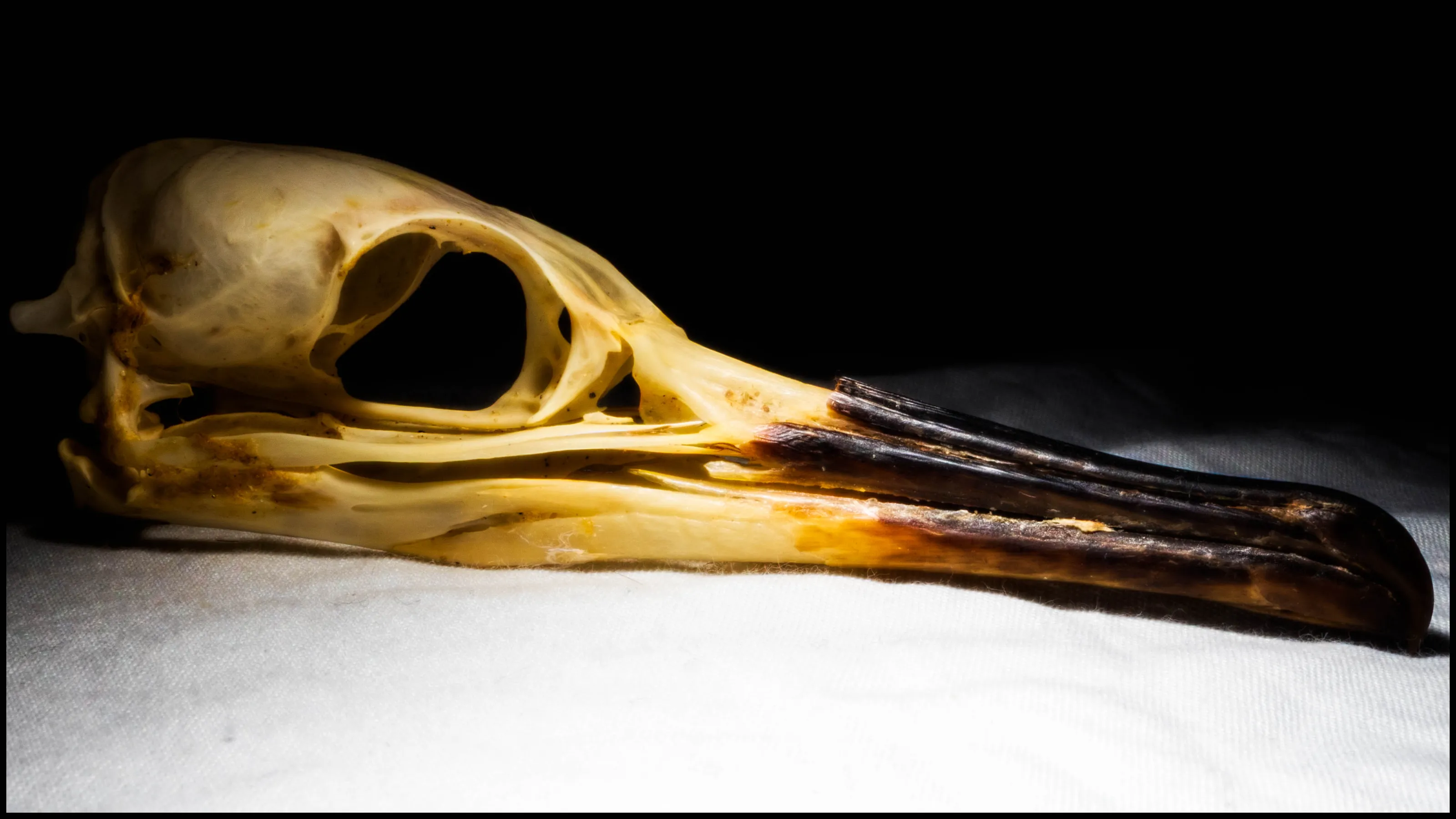 Skull