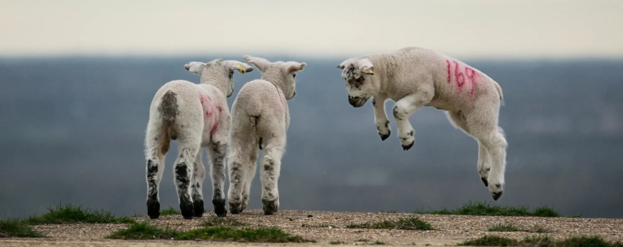 Animals in spring
