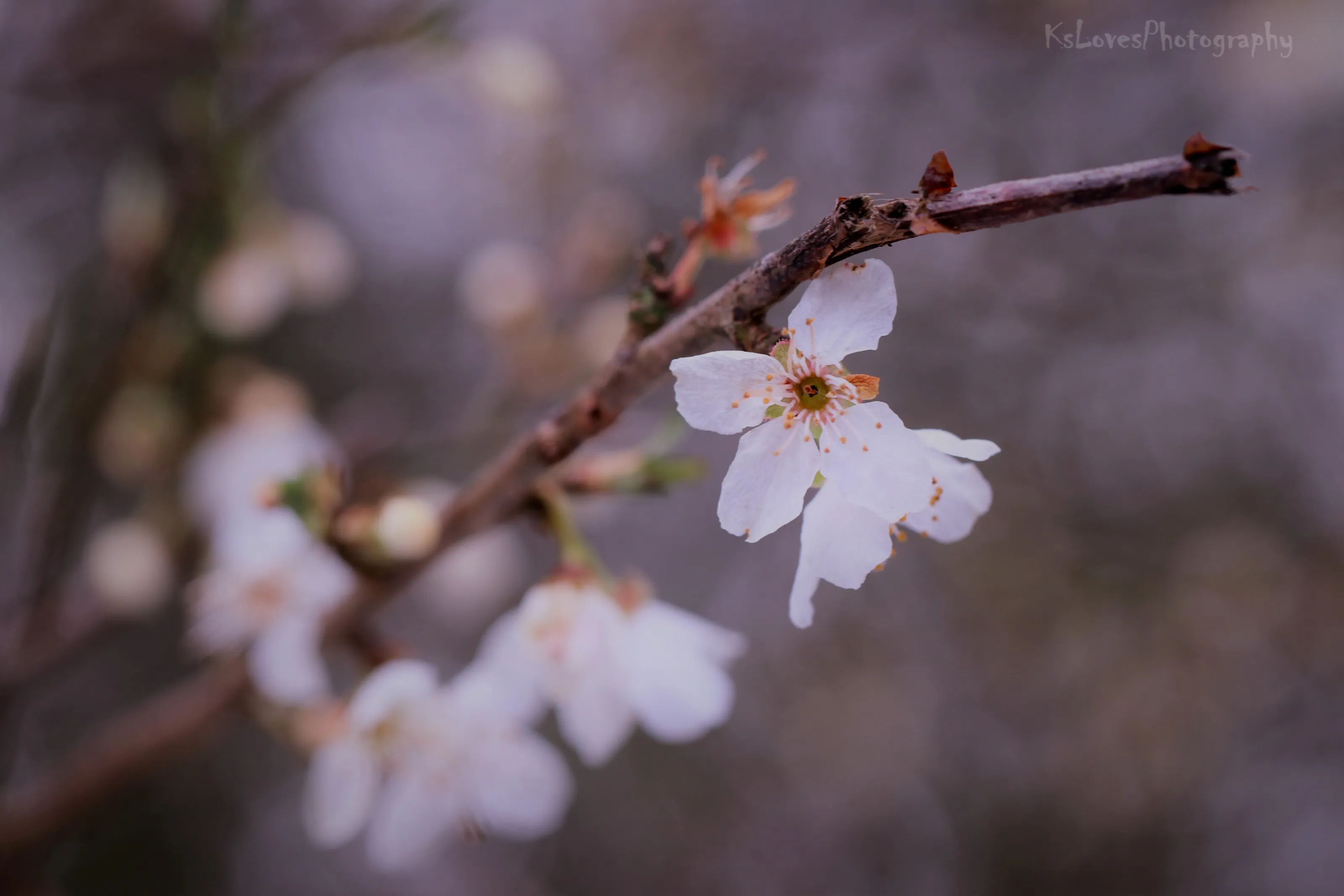 Tree Blossom