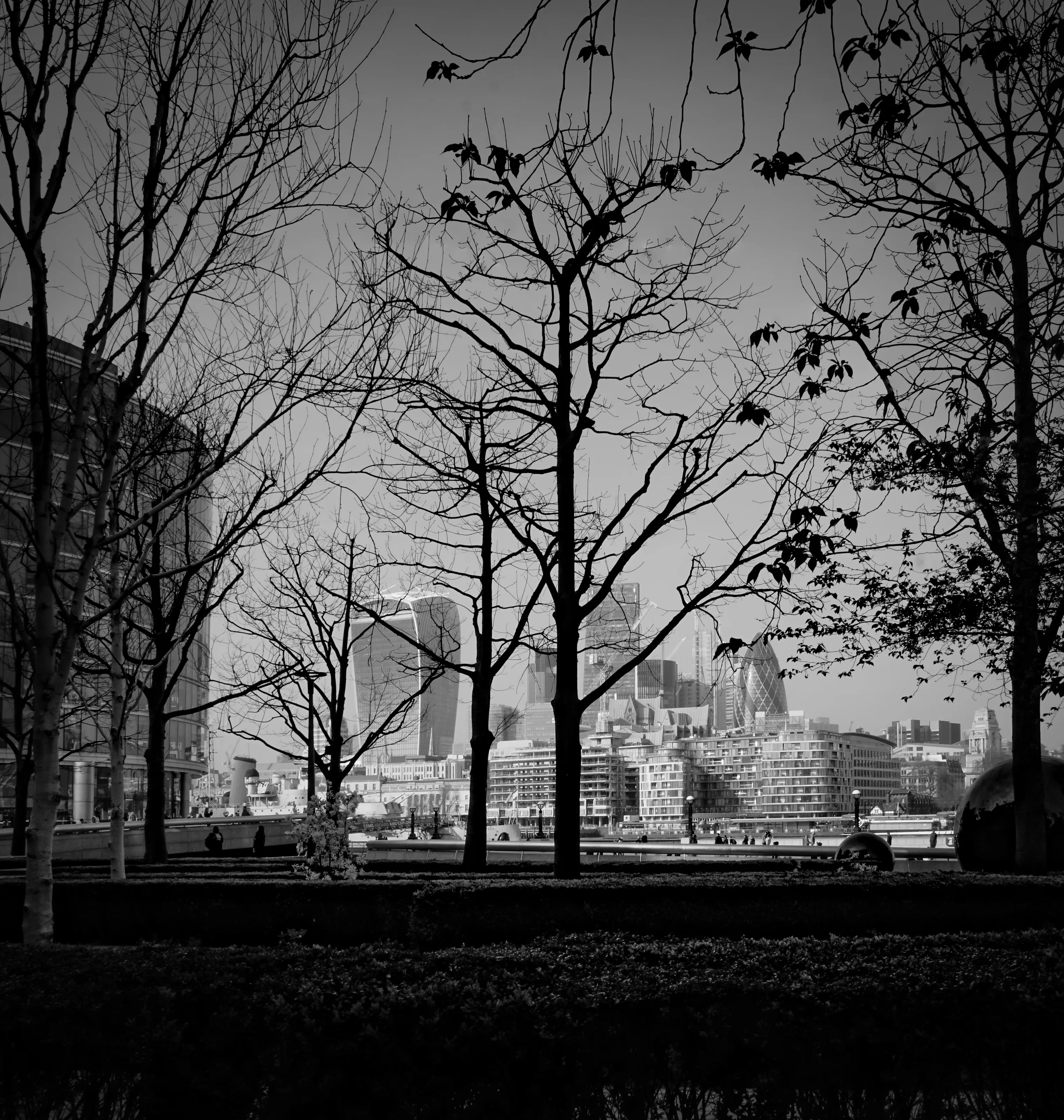 Urban Trees - Trees In The City