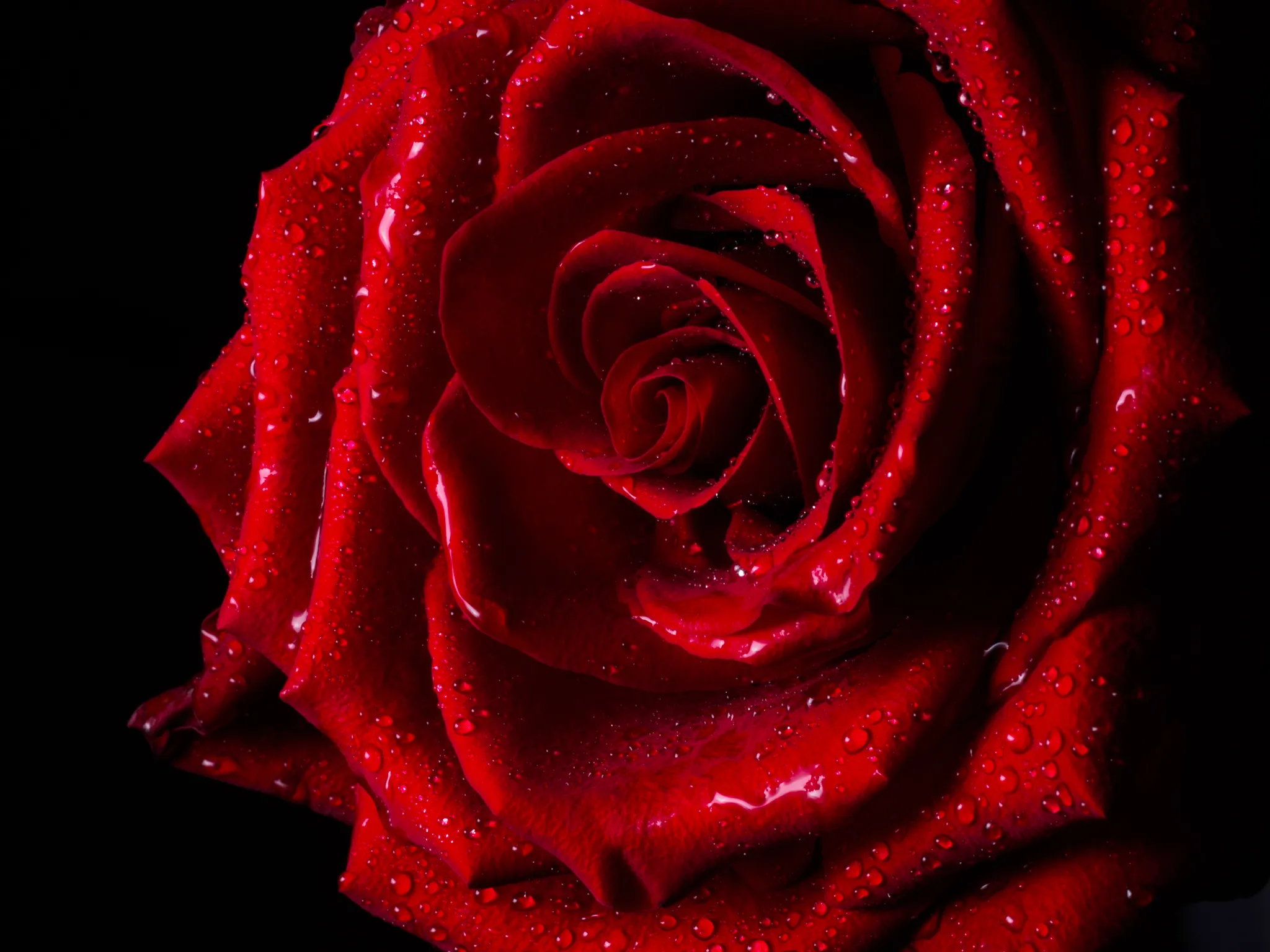 Red and Black