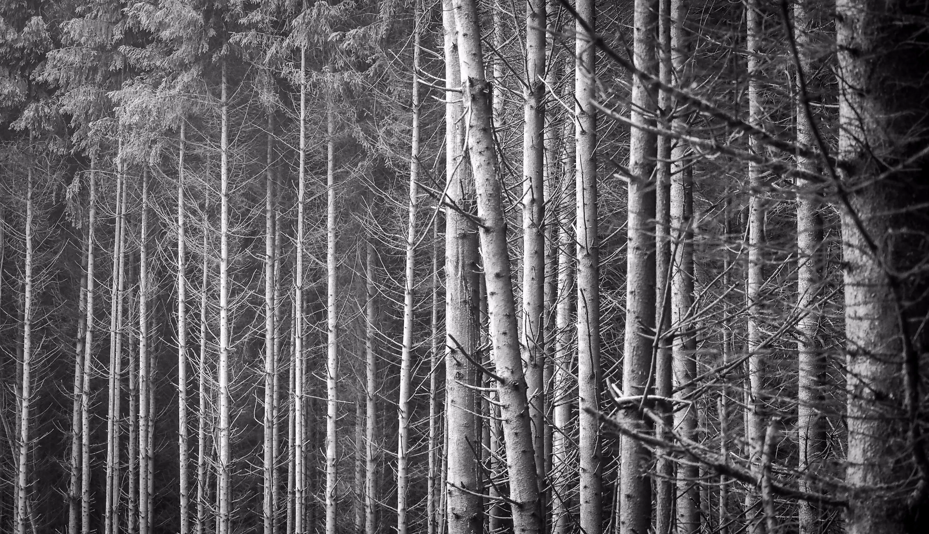 Inspired by... Ansel Adams' aspen trees