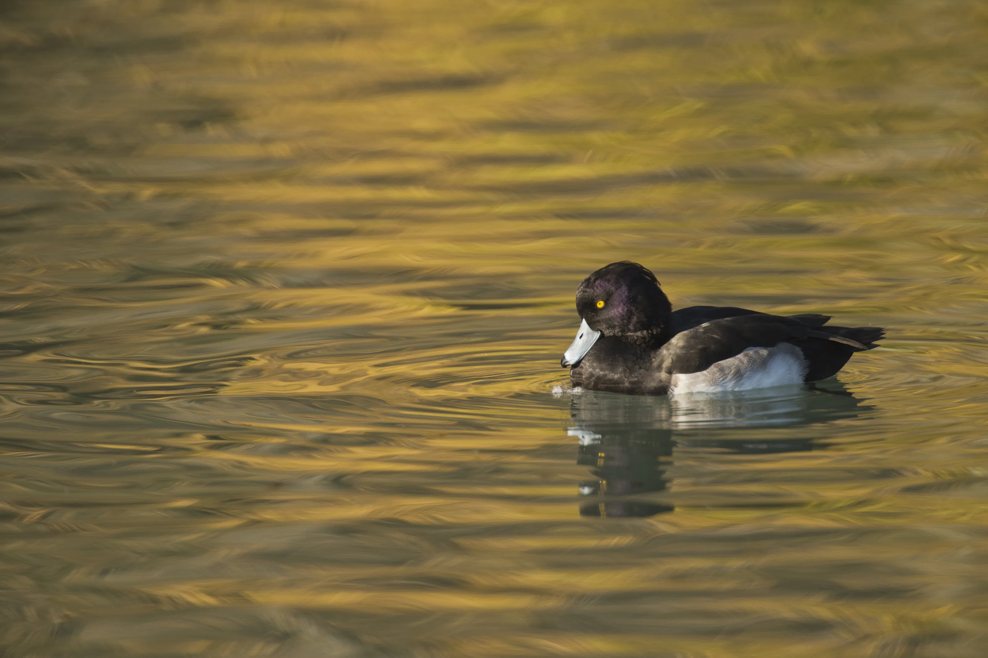 Ducks