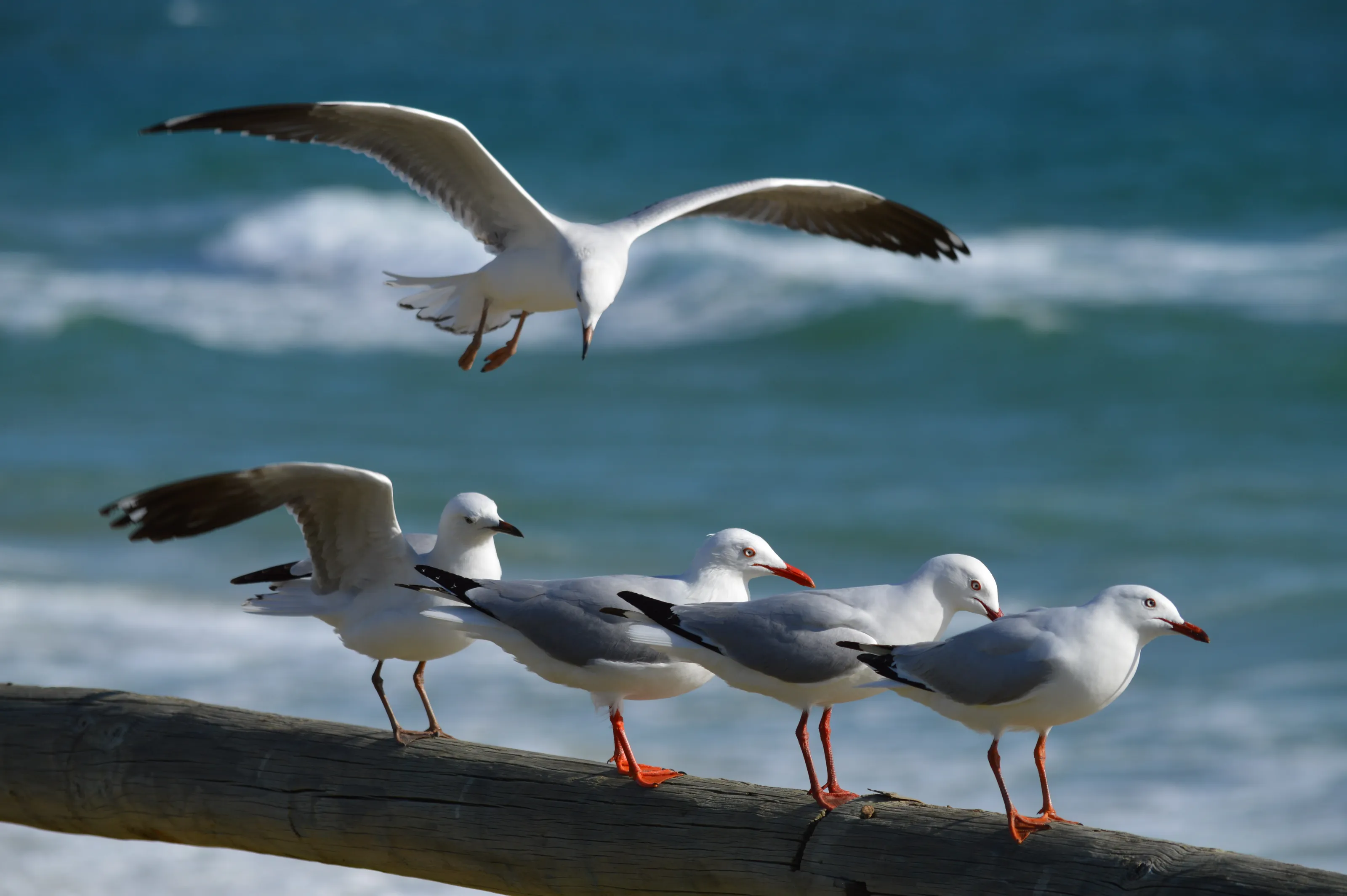 Seagulls