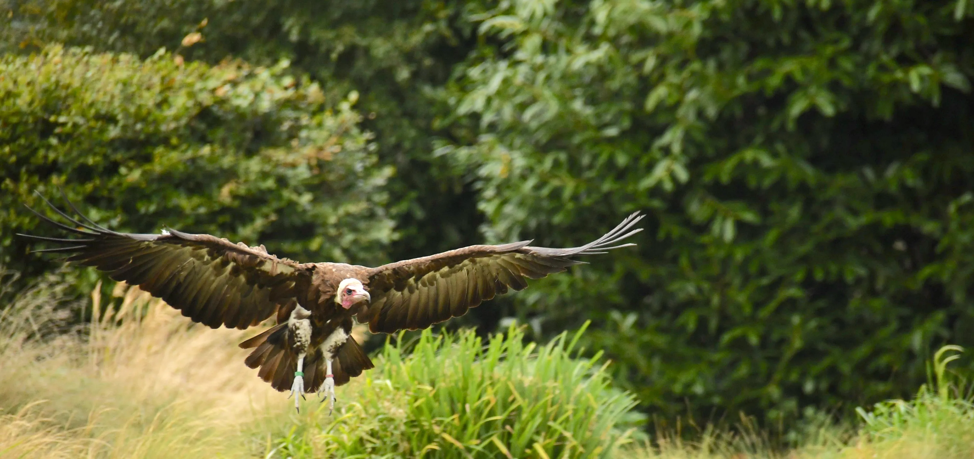 Vultures