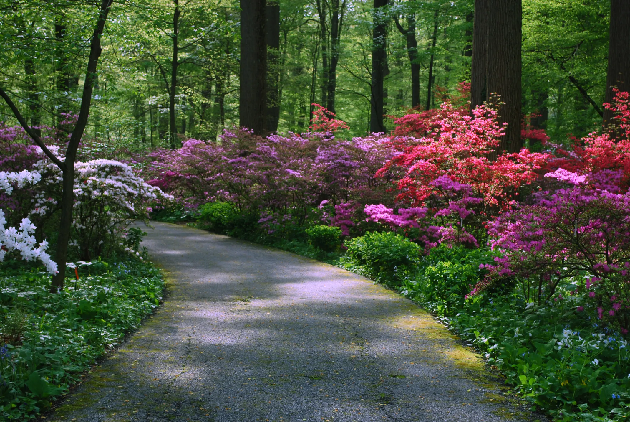 Springtime Scenes