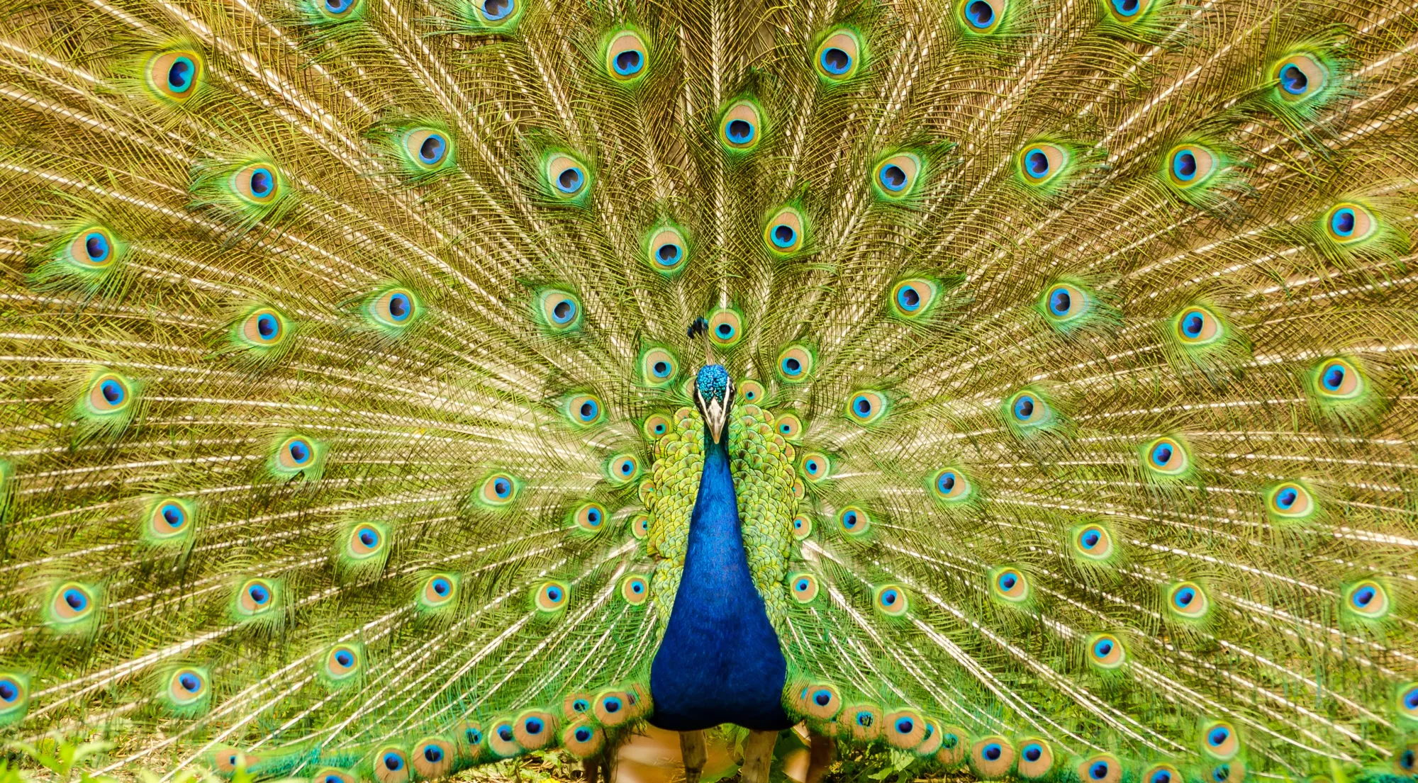 Patterns in nature