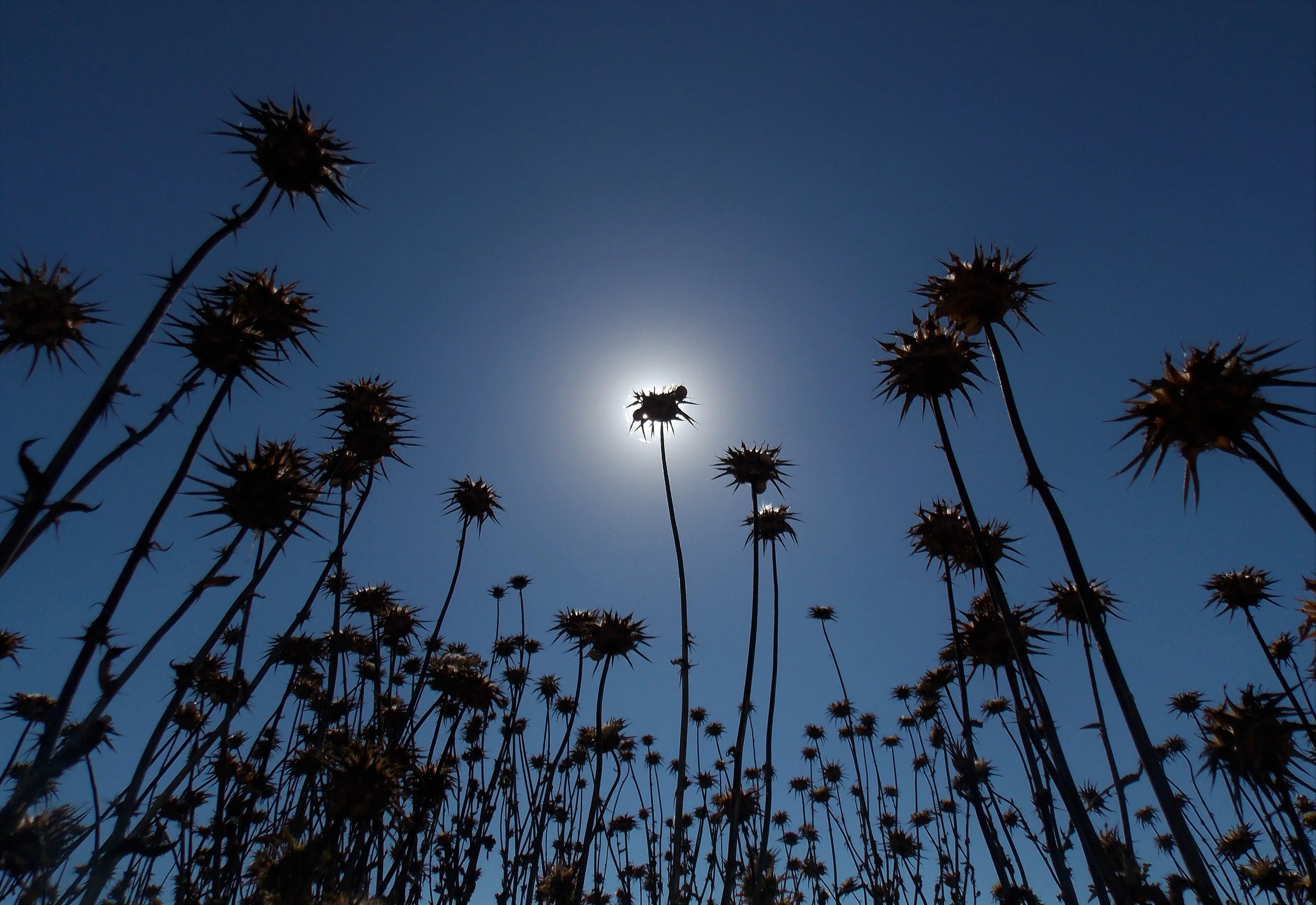 Hiding the sun