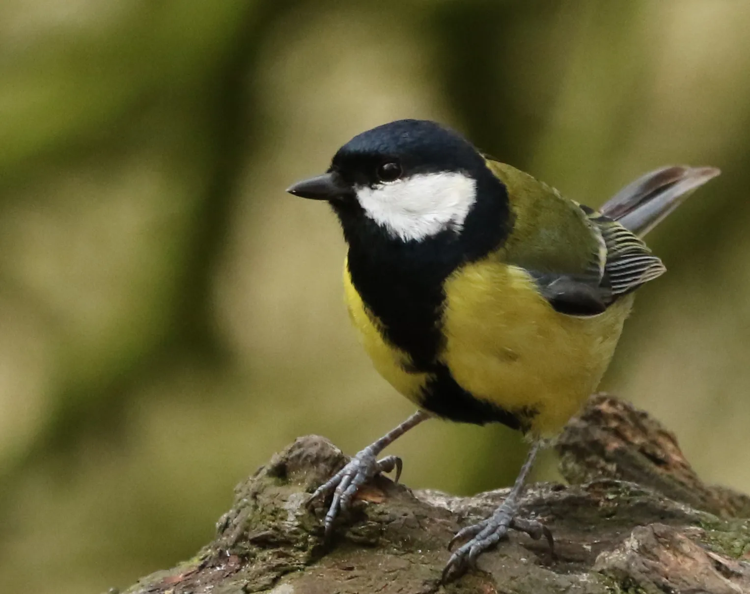 Great British Tit