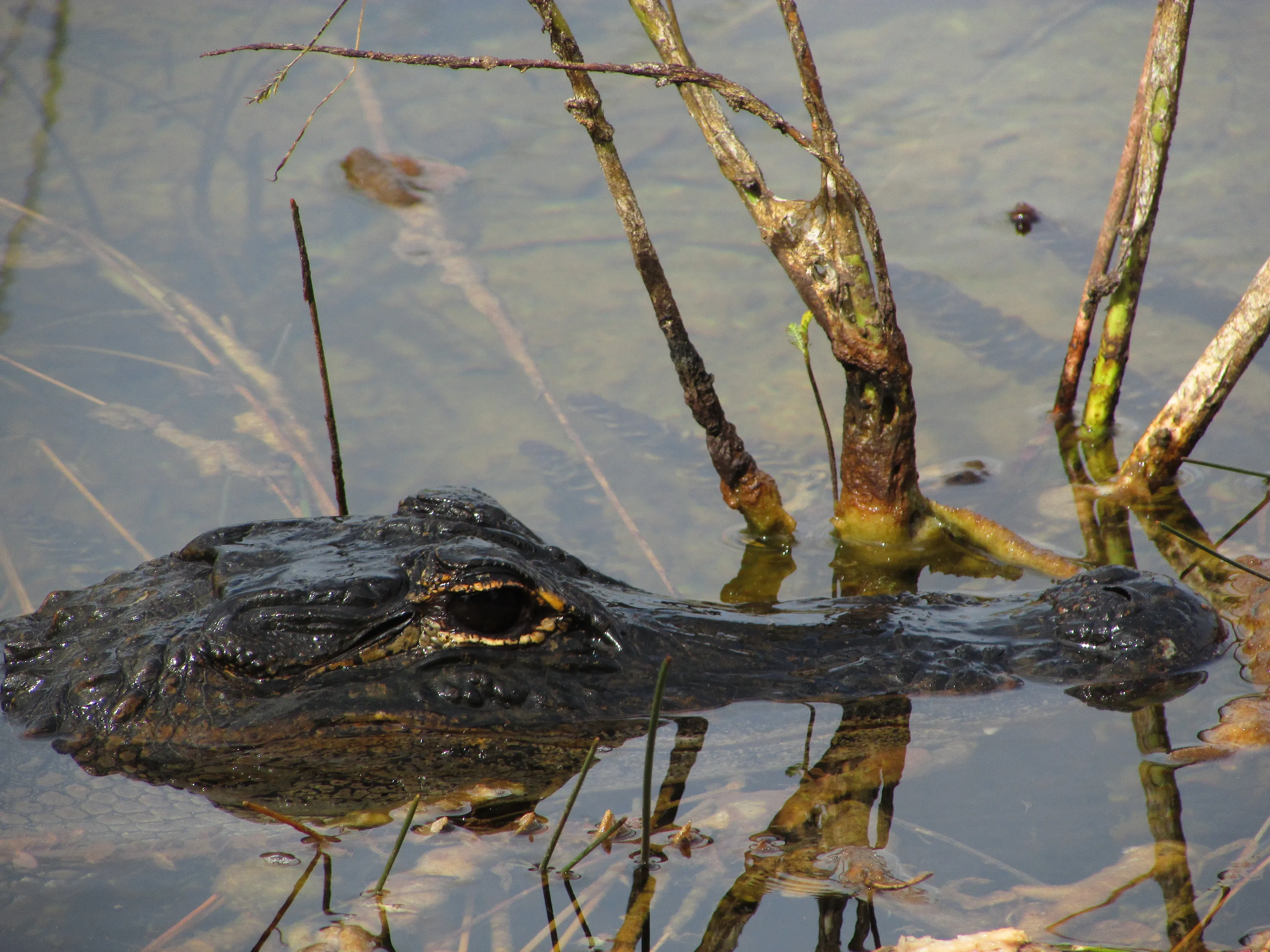 Swamp Life