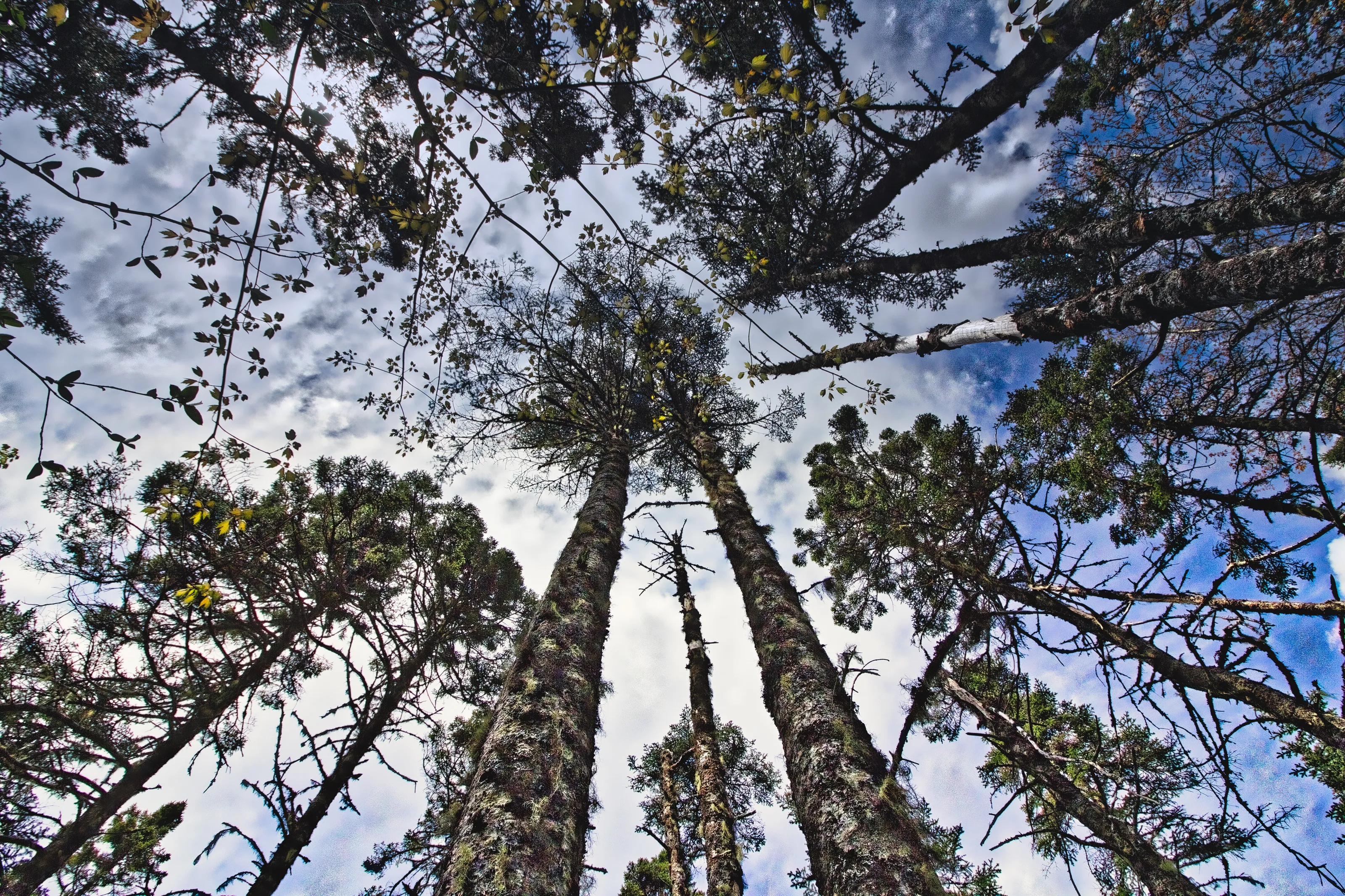 Looking up through trees.