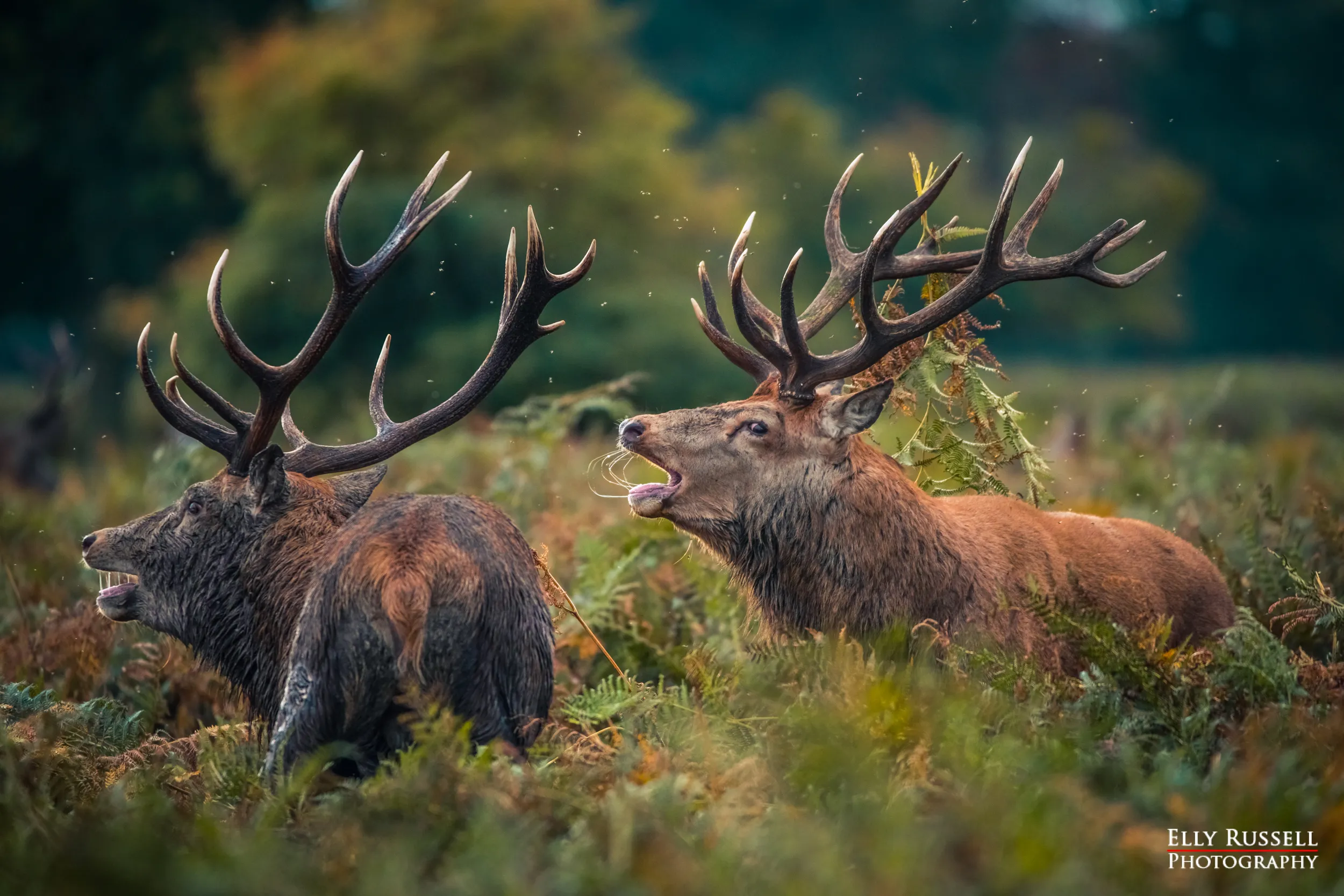 Wild Deer