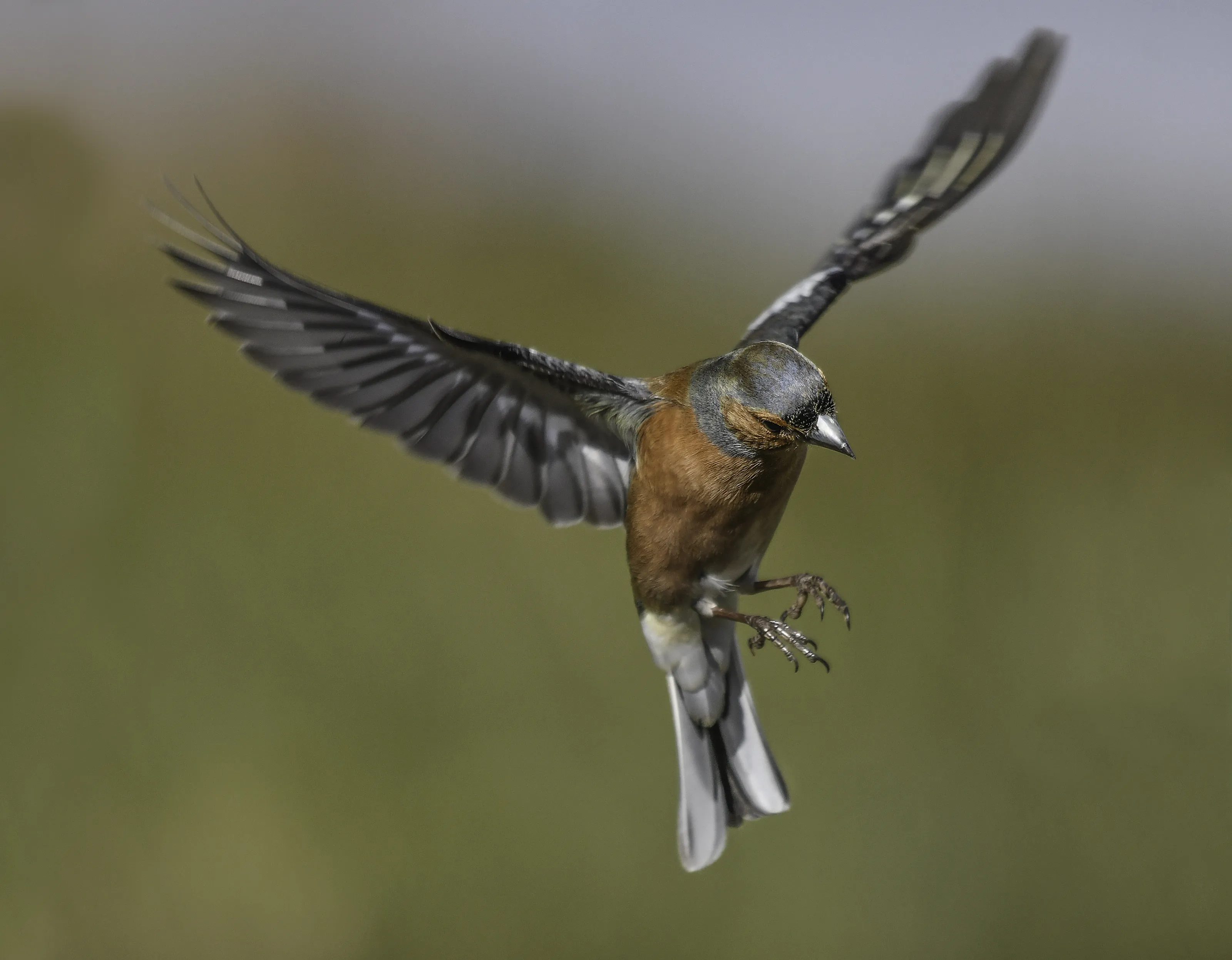 Birds in Flight