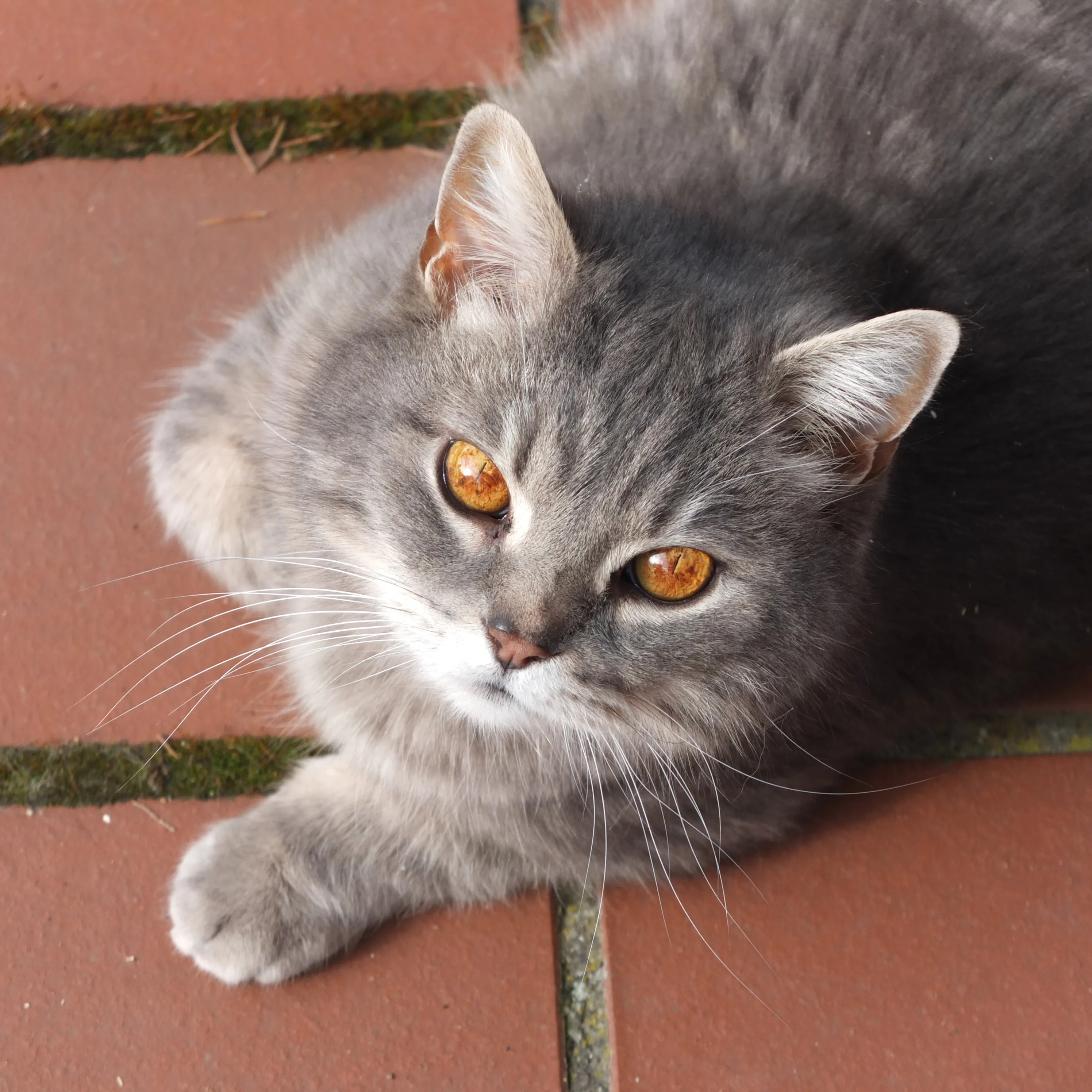 Adult cats