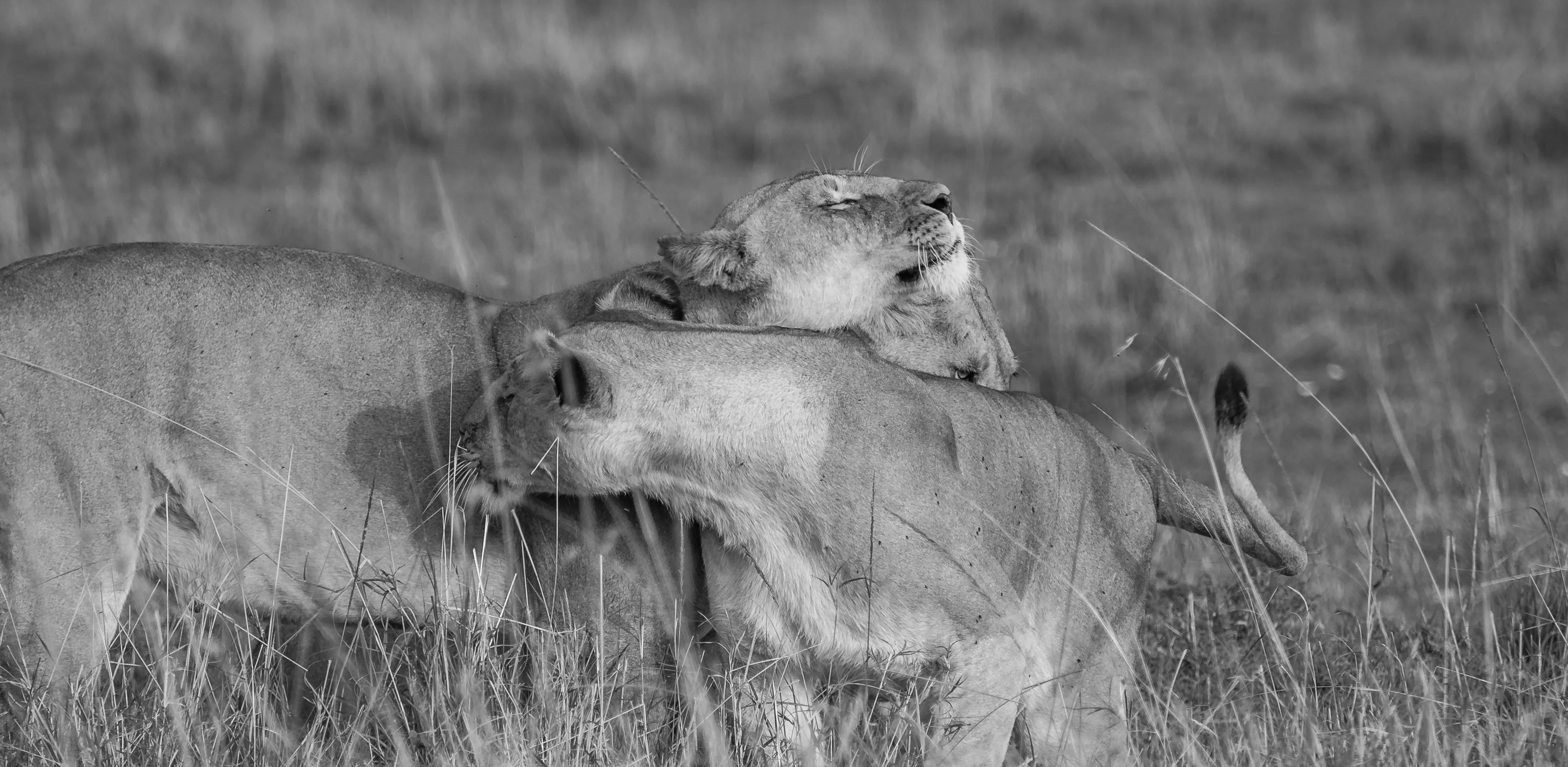 Lioness