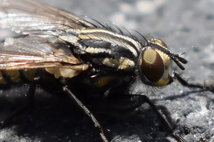 Macro insects
