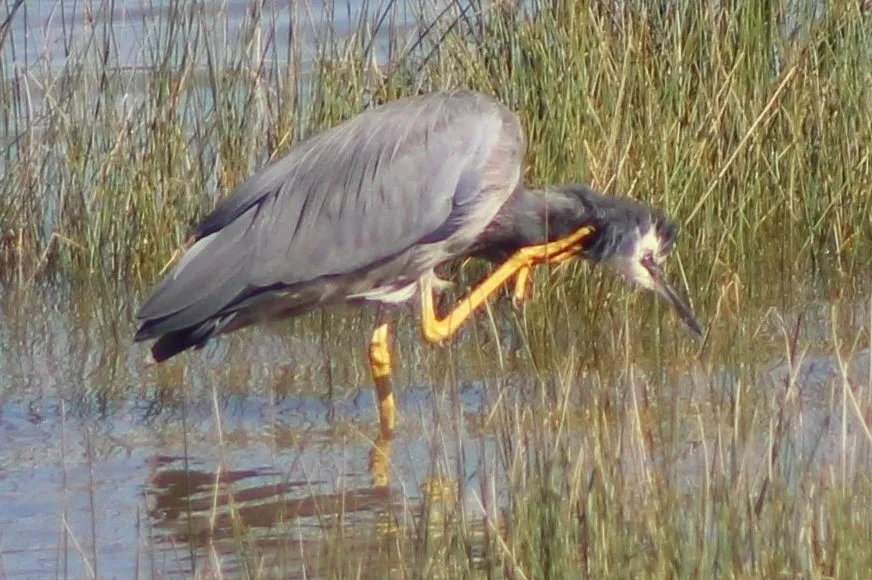 Birds - I have an Itch