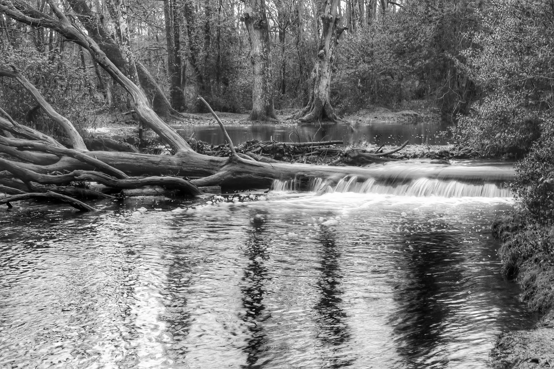 Natural Habitats - Black & White